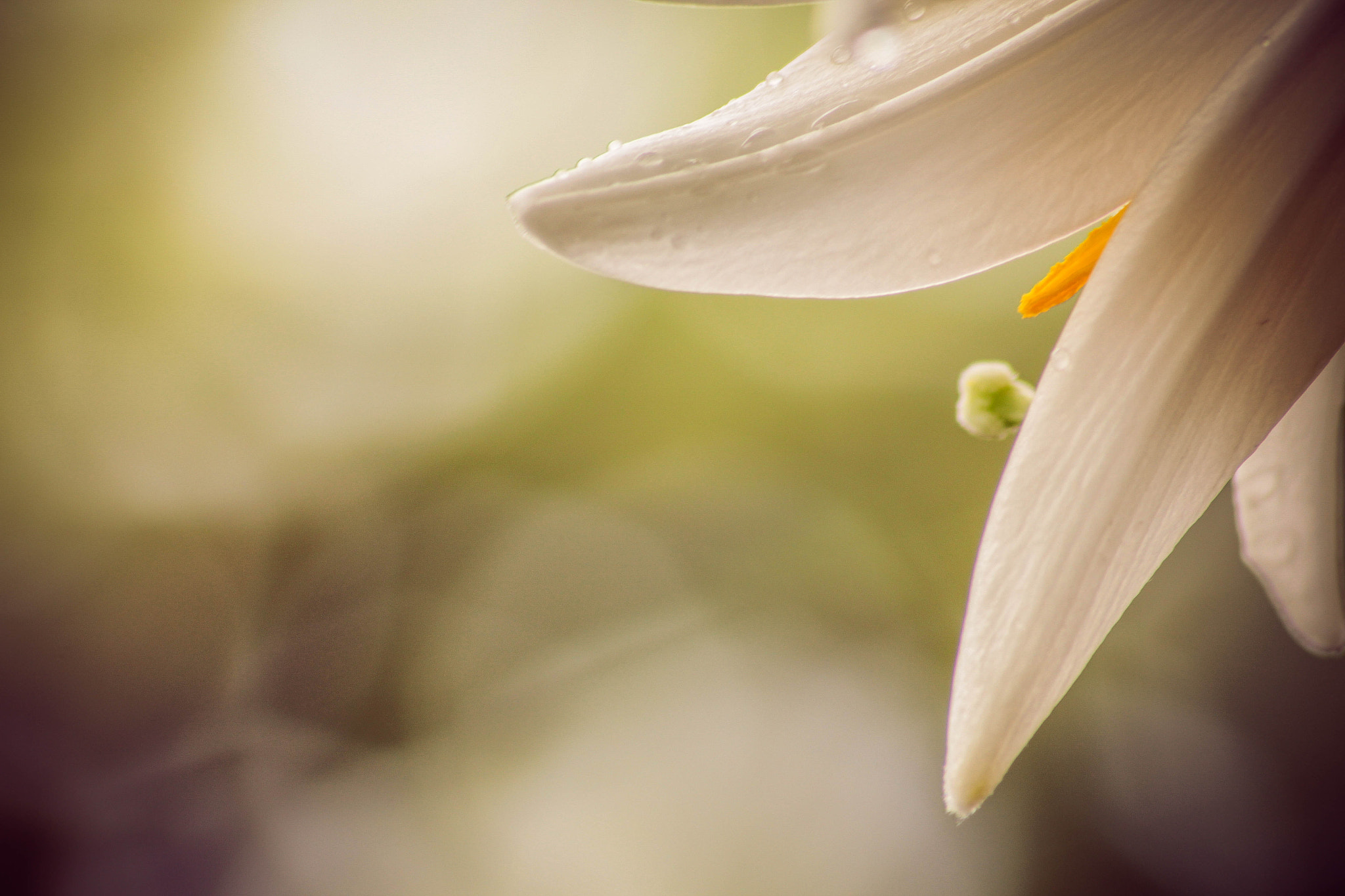 Canon EOS 650D (EOS Rebel T4i / EOS Kiss X6i) sample photo. Great beauty in little things photography