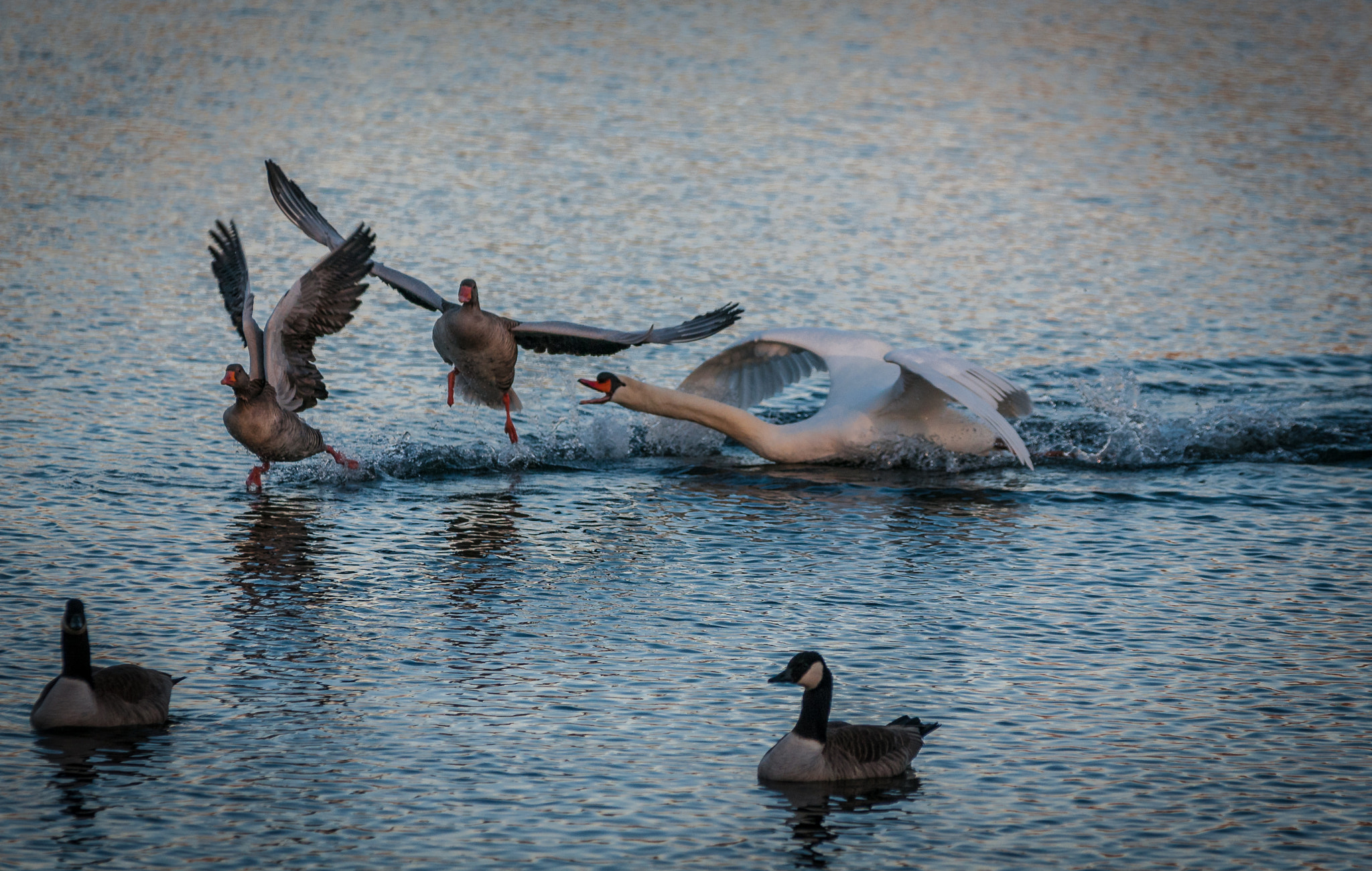 Sigma 70-200mm F2.8 EX DG OS HSM sample photo. Angry swan photography
