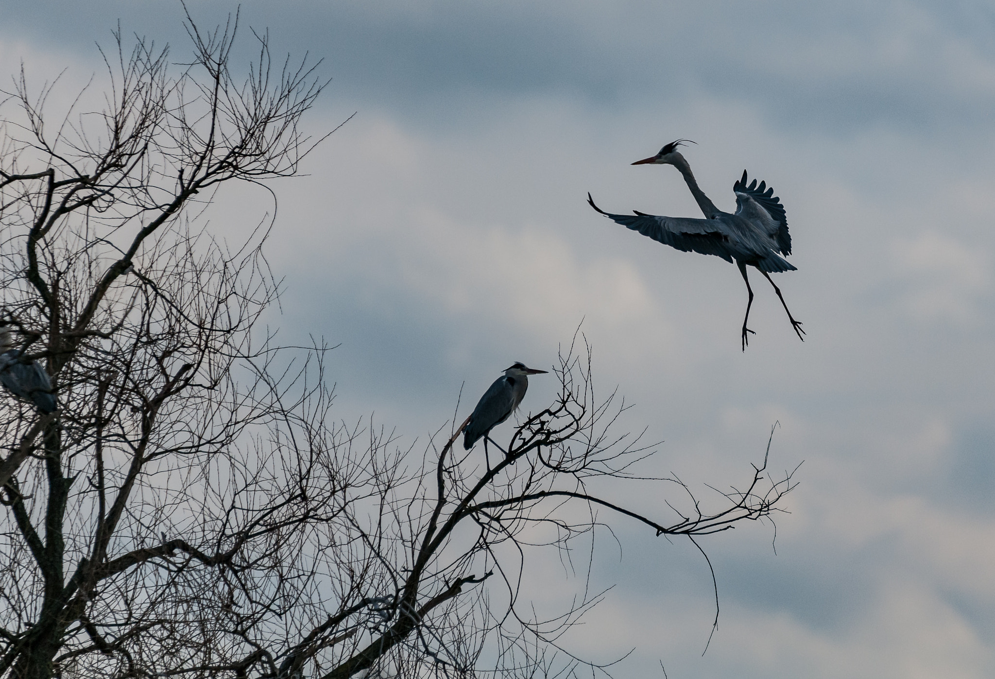 Sigma 70-200mm F2.8 EX DG OS HSM sample photo. Really? photography