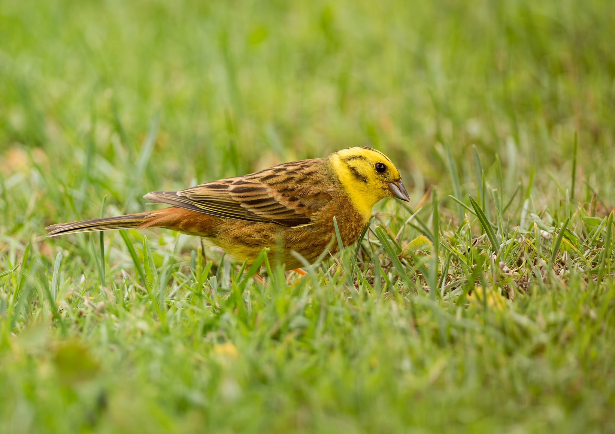 Nikon D810 + Nikon AF-S Nikkor 300mm F4D ED-IF sample photo. Yellowhammer photography