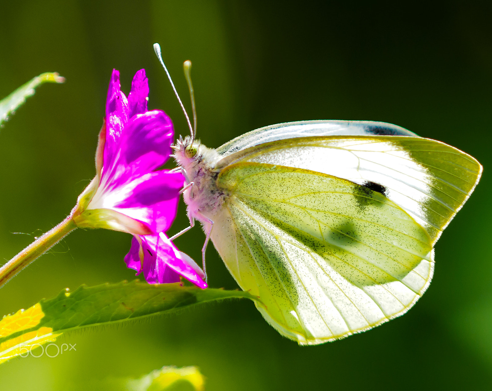 Olympus OM-D E-M1 + OLYMPUS 300mm Lens sample photo. Large white butterfly photography