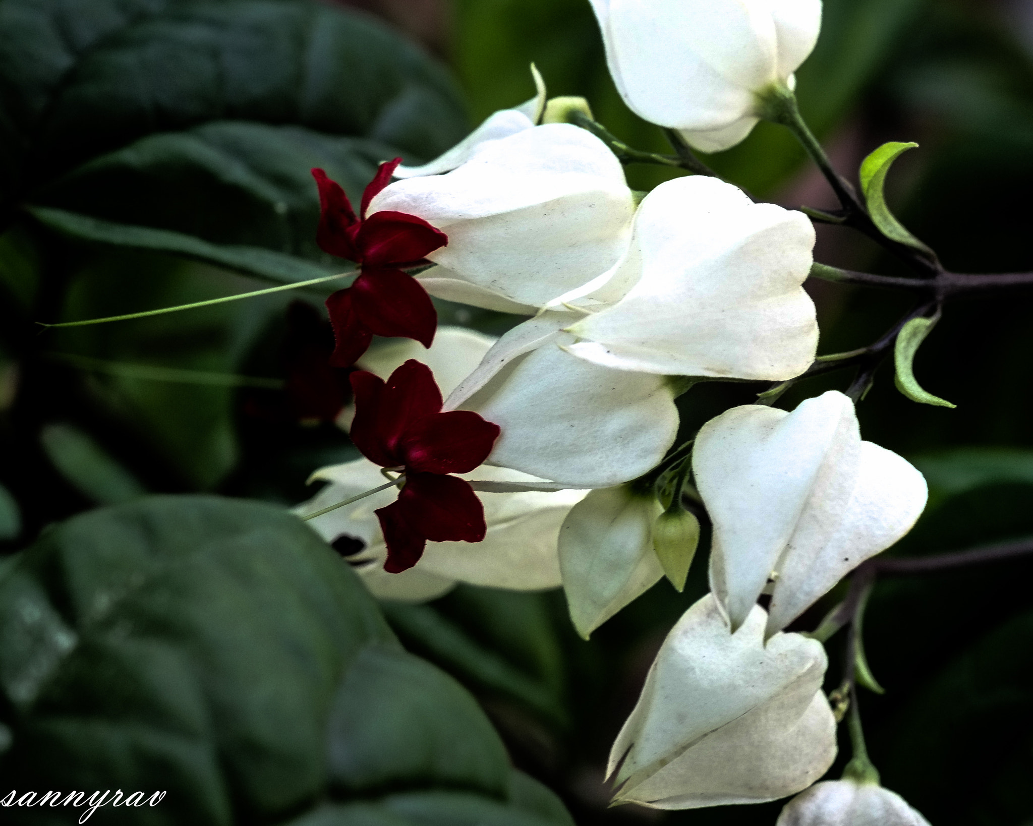 Fujifilm X-E1 + Fujifilm XF 60mm F2.4 R Macro sample photo. White flower photography