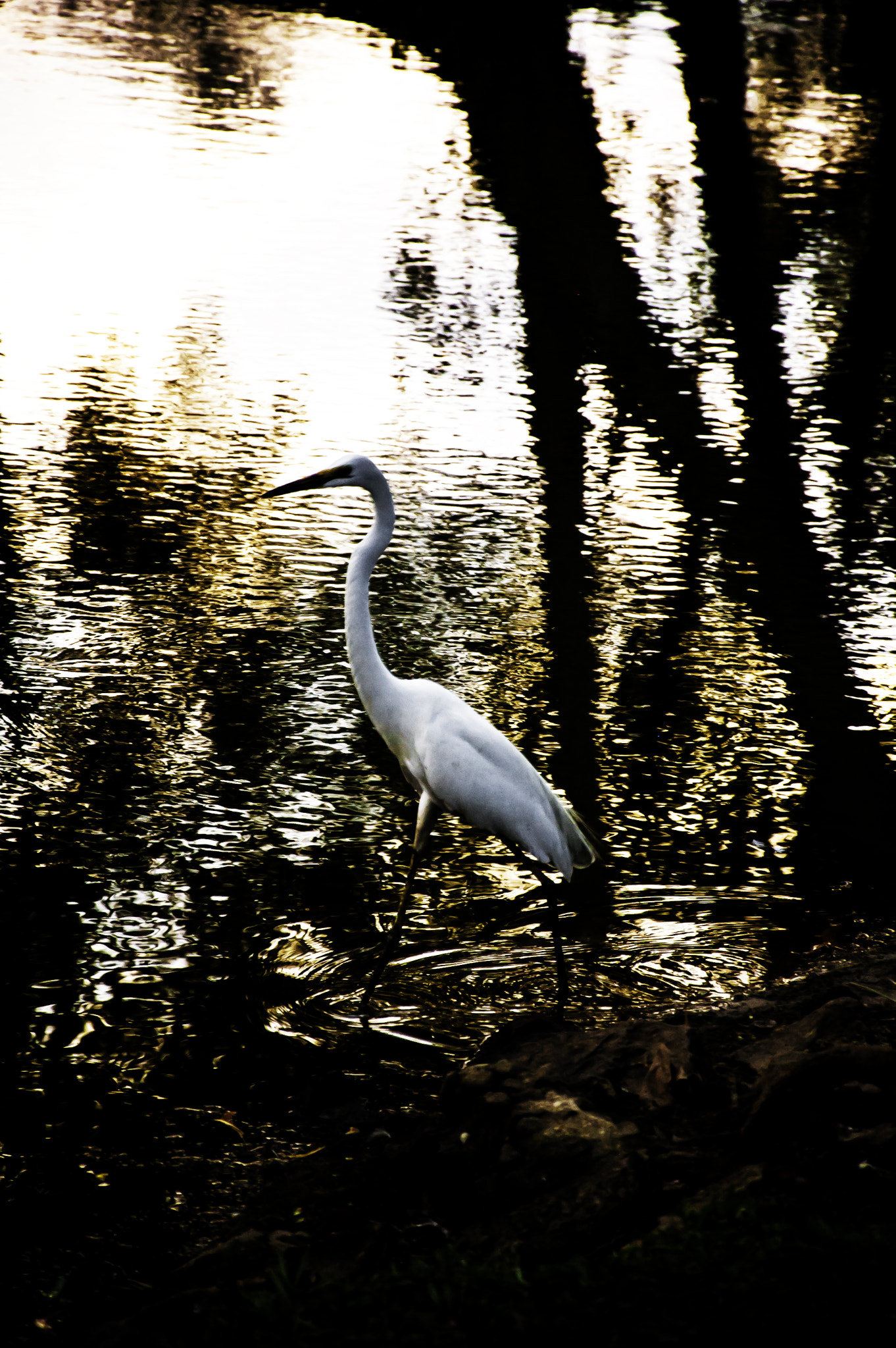 Nikon D50 sample photo. By golden waters photography