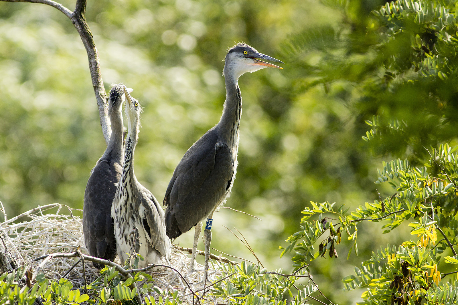 Canon EOS 600D (Rebel EOS T3i / EOS Kiss X5) + Canon EF 400mm F5.6L USM sample photo. Juvenile heron photography