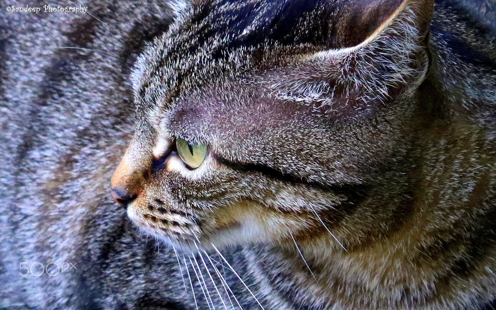 Canon EOS 750D (EOS Rebel T6i / EOS Kiss X8i) sample photo. Neighborhood cat photography
