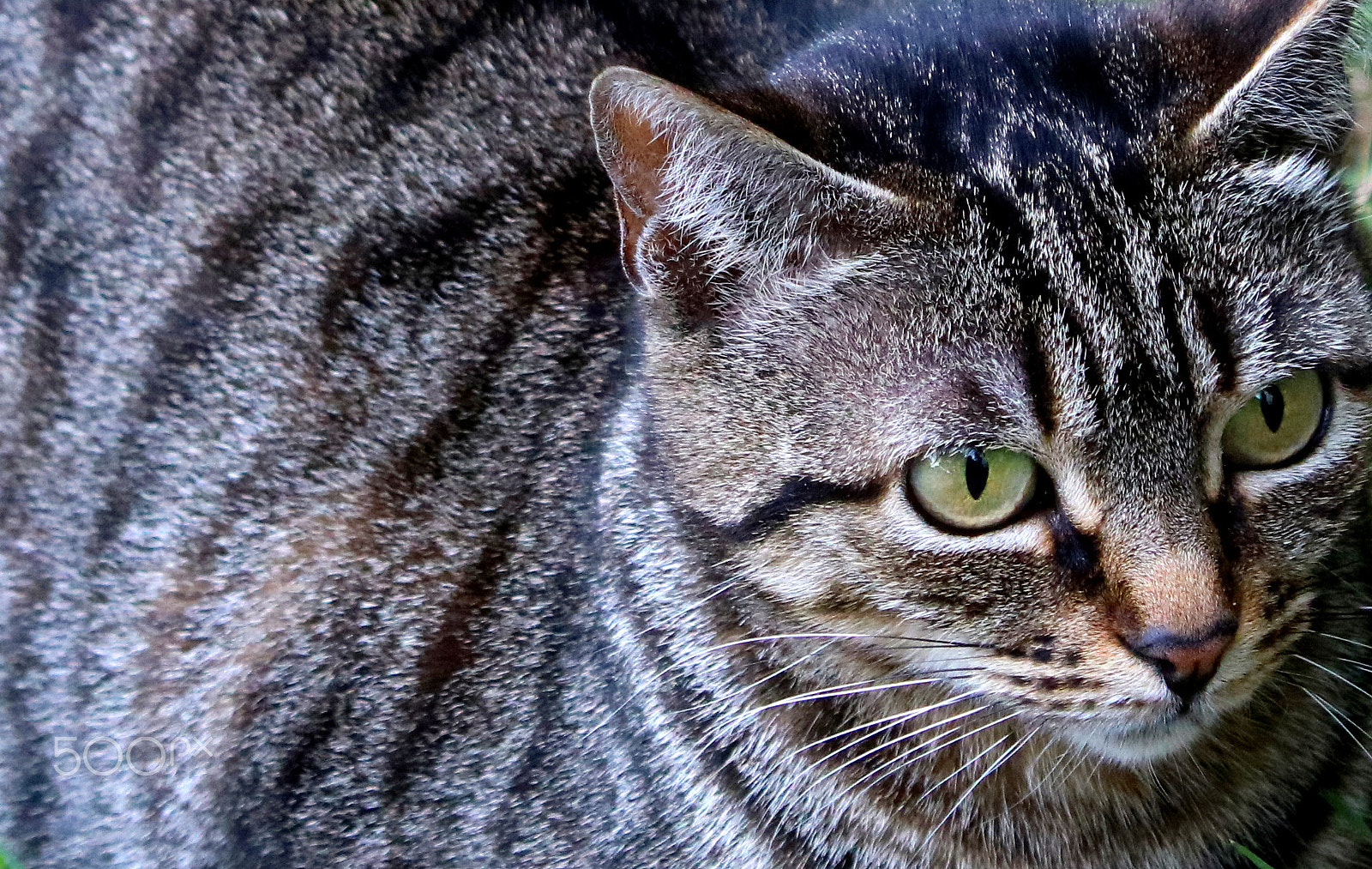 Canon EOS 750D (EOS Rebel T6i / EOS Kiss X8i) sample photo. Neighborhood cat photography