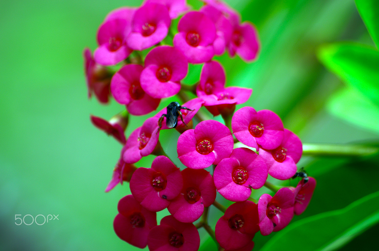 Pentax smc DA 55-300mm F4.0-5.8 ED sample photo. Tropical violets photography