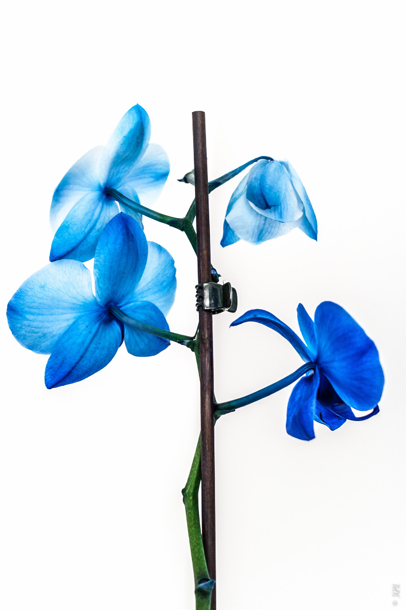 Canon EOS 400D (EOS Digital Rebel XTi / EOS Kiss Digital X) + Canon EF-S 18-135mm F3.5-5.6 IS STM sample photo. Végétaux - orchidée bleue - bleu orchid photography