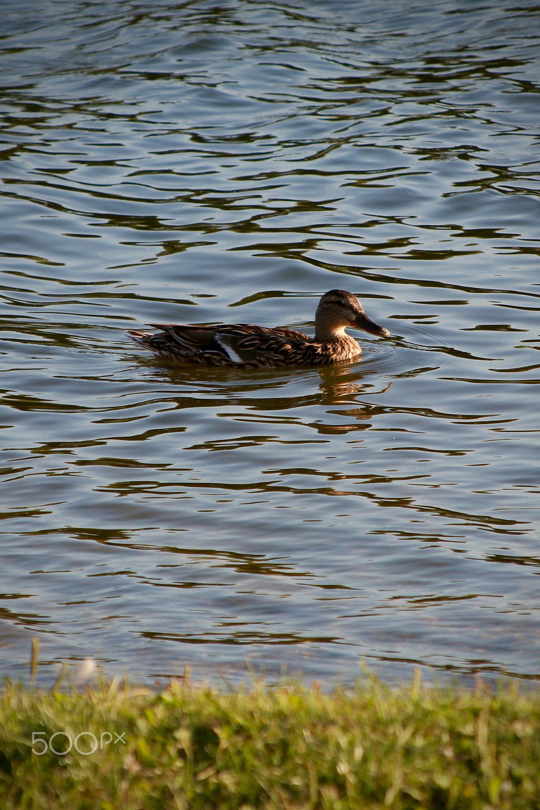 Sigma 50-200mm F4-5.6 DC OS HSM sample photo. Duck photography