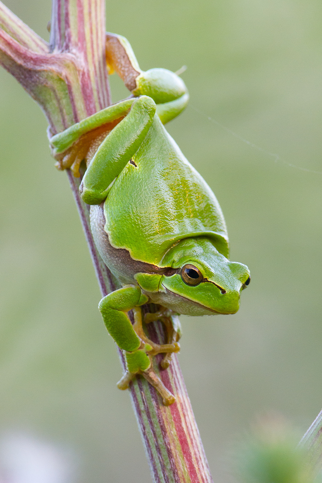 Canon EF 300mm F2.8L IS USM sample photo. Frog photography