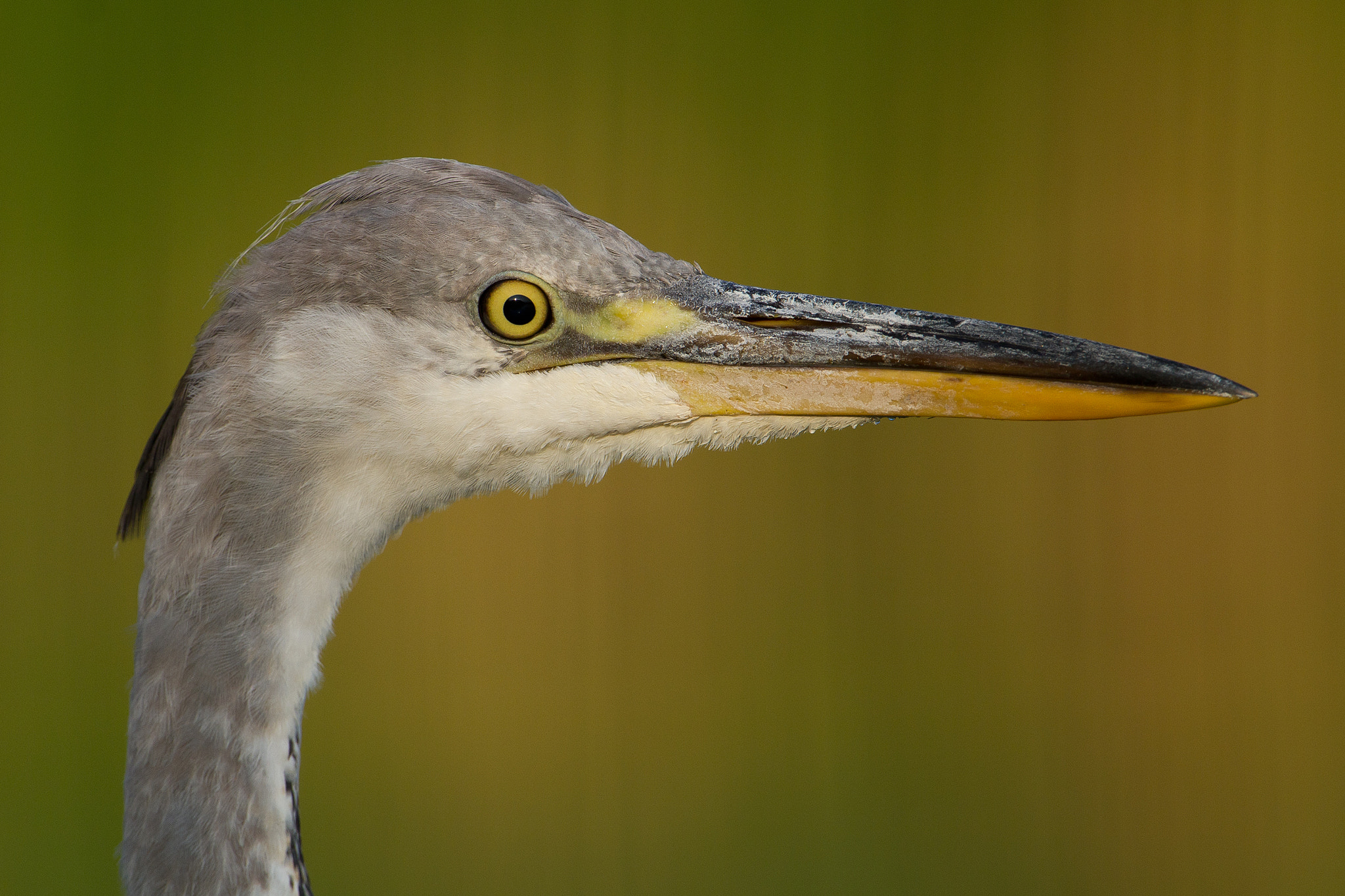Canon EF 300mm F2.8L IS USM sample photo. Grey heron photography