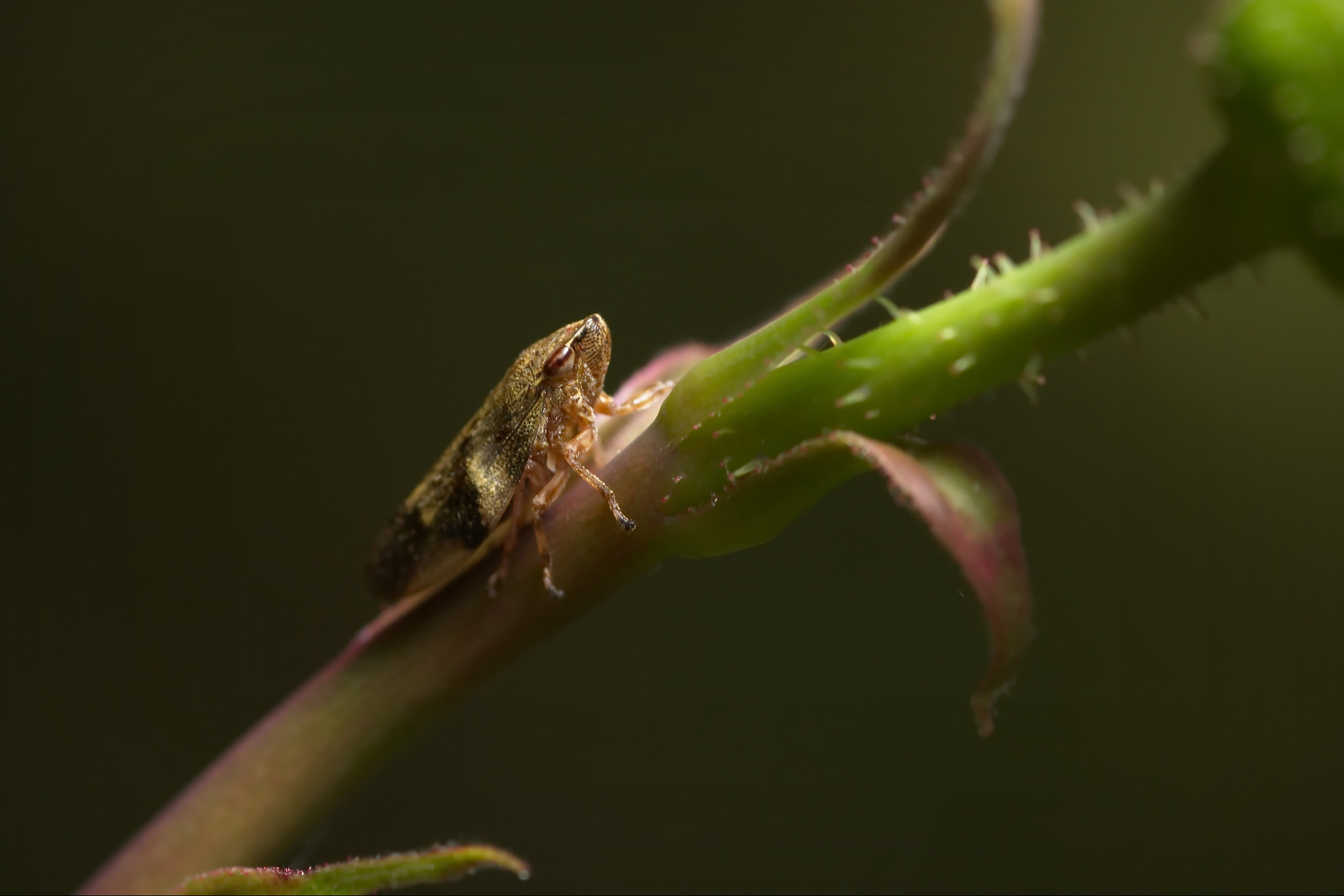 Canon EOS 600D (Rebel EOS T3i / EOS Kiss X5) + Tamron SP AF 90mm F2.8 Di Macro sample photo. Гордая букашка photography