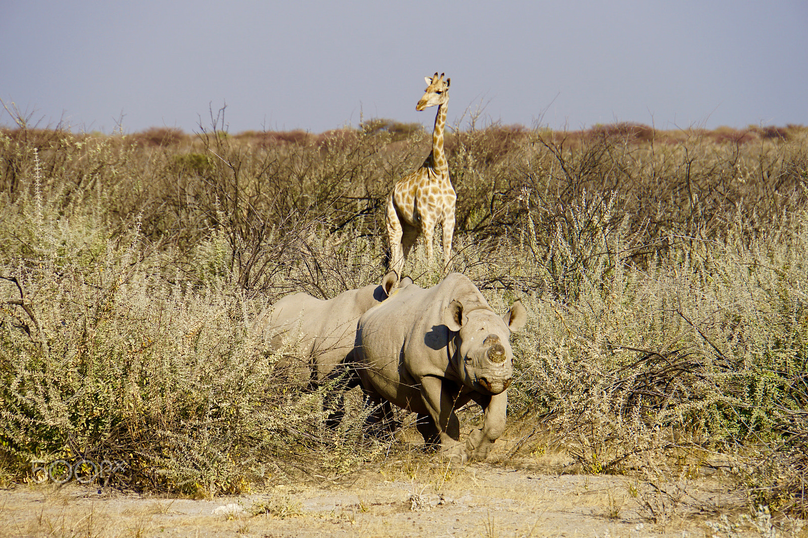 Sony E 18-200mm F3.5-6.3 sample photo. Excited giraffe photography