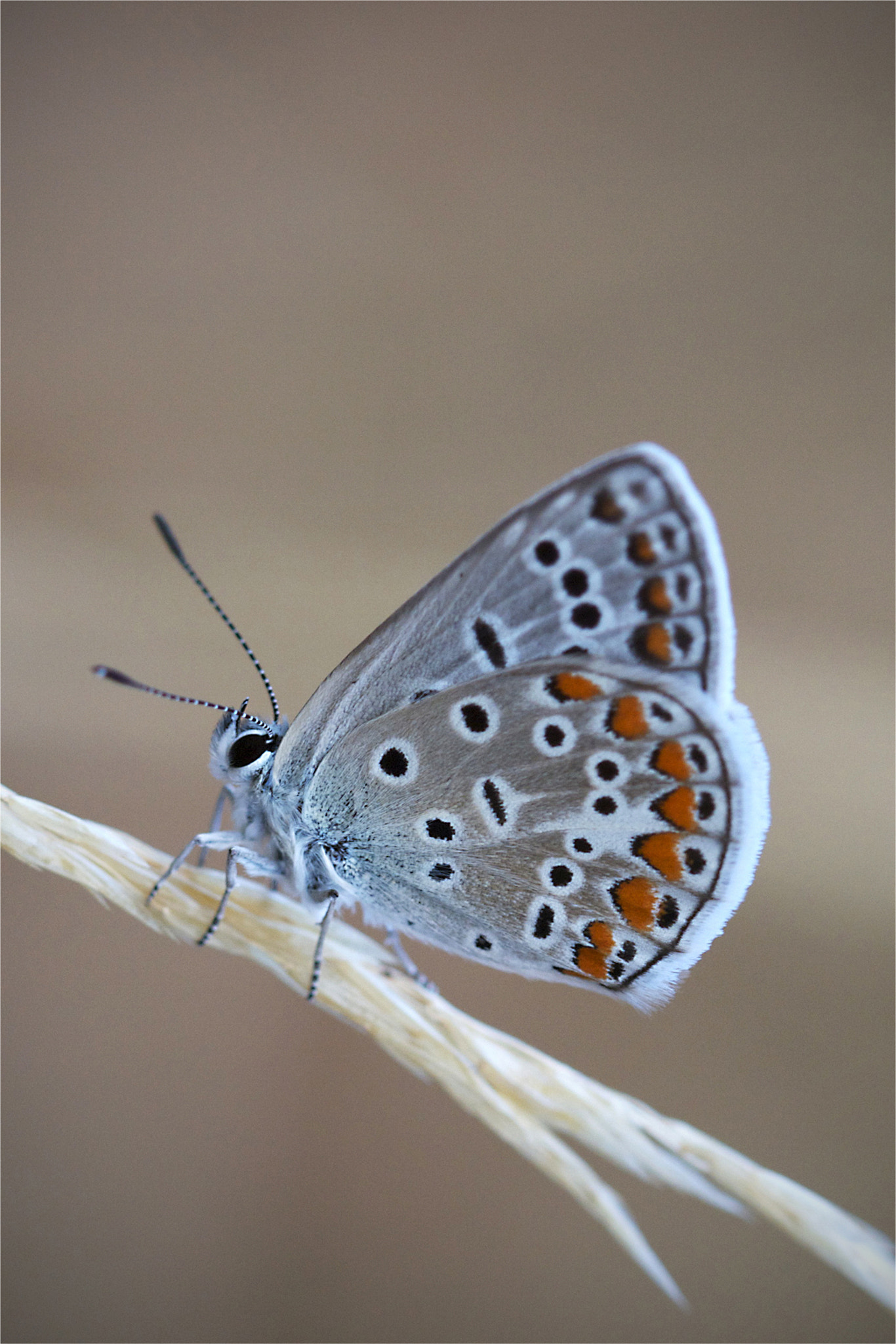 Canon EF 100mm F2.8 Macro USM sample photo. Butterfly photography