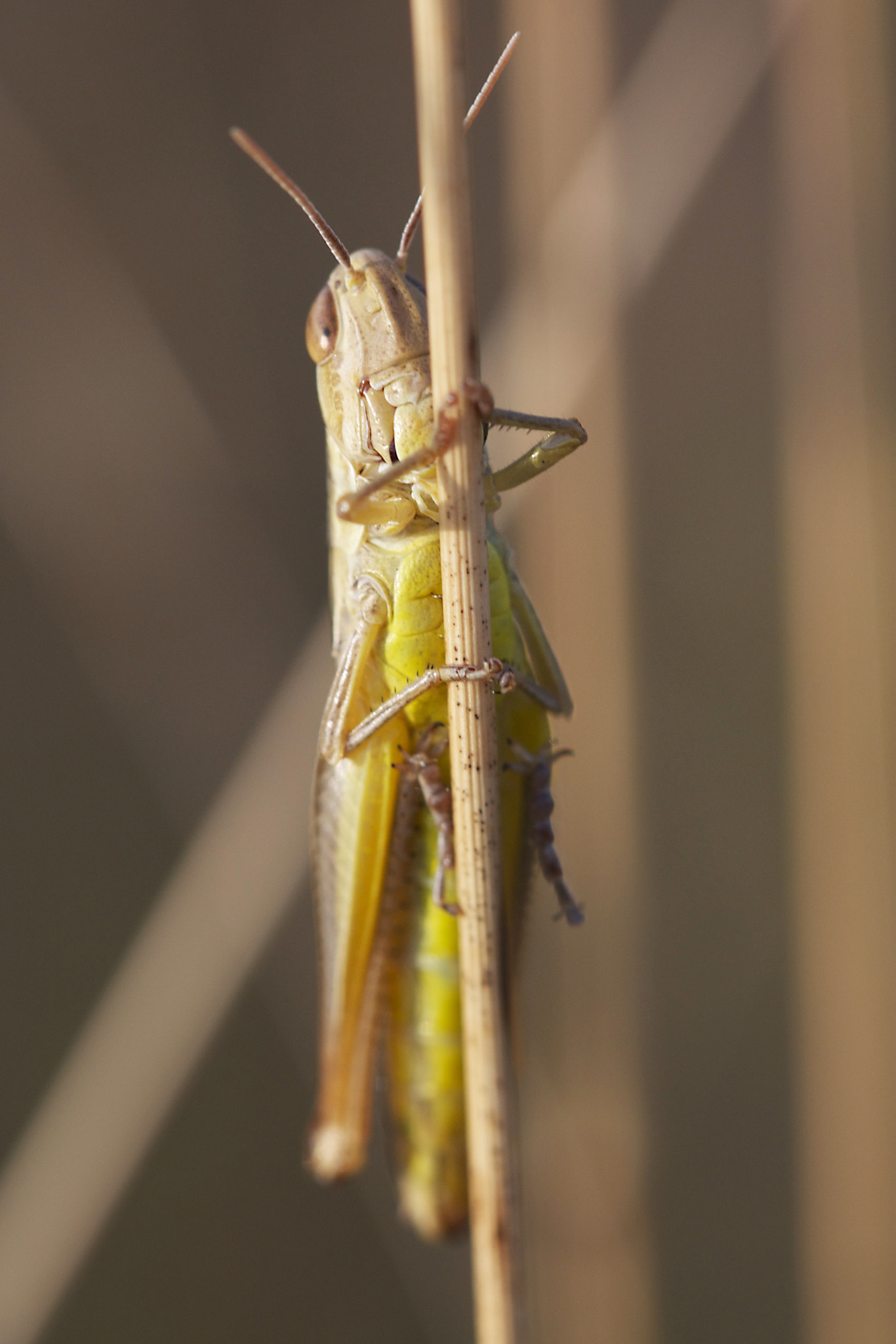 Canon EF 100mm F2.8 Macro USM sample photo. Grasshopper photography