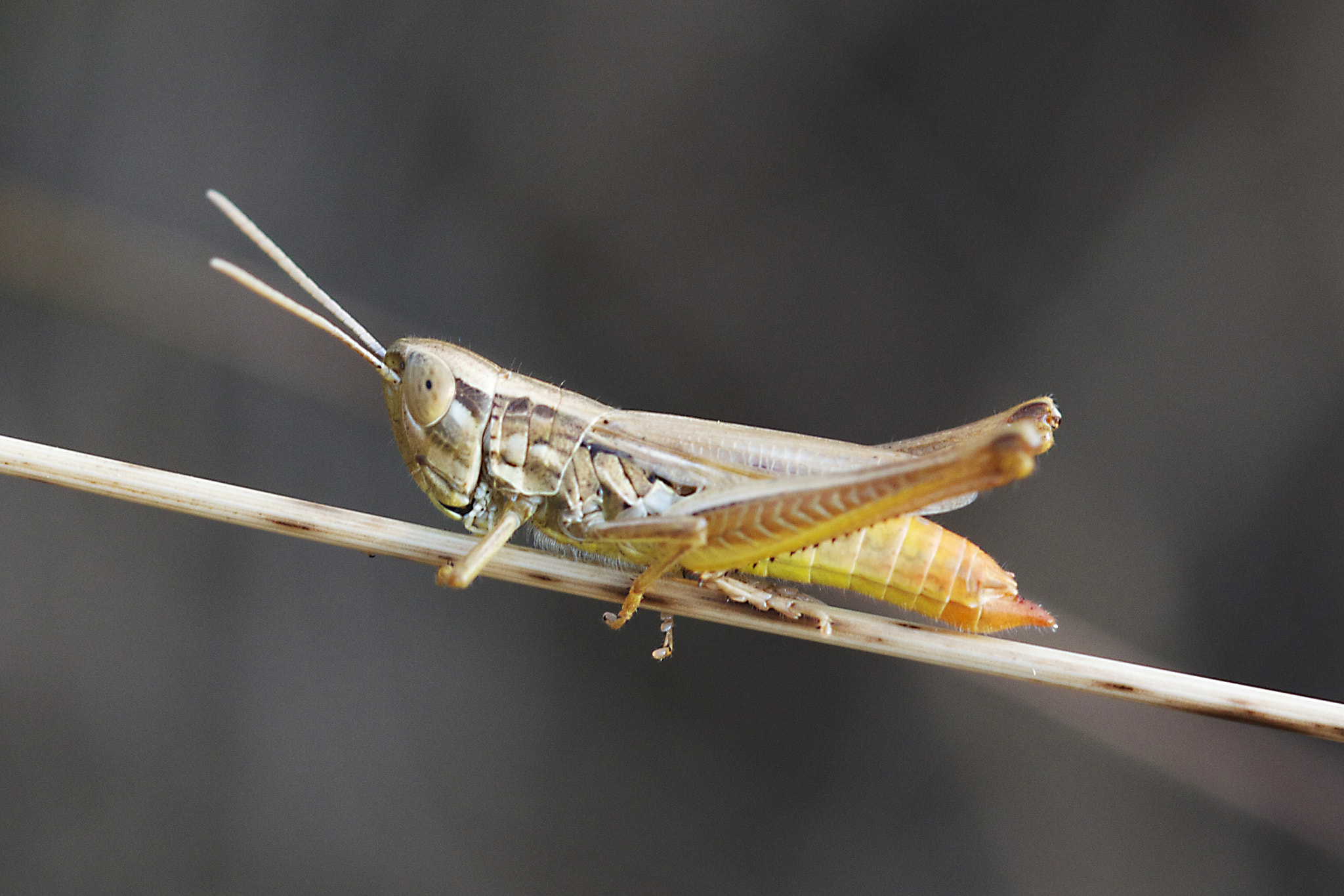 Canon EF 100mm F2.8 Macro USM sample photo. Grasshopper photography