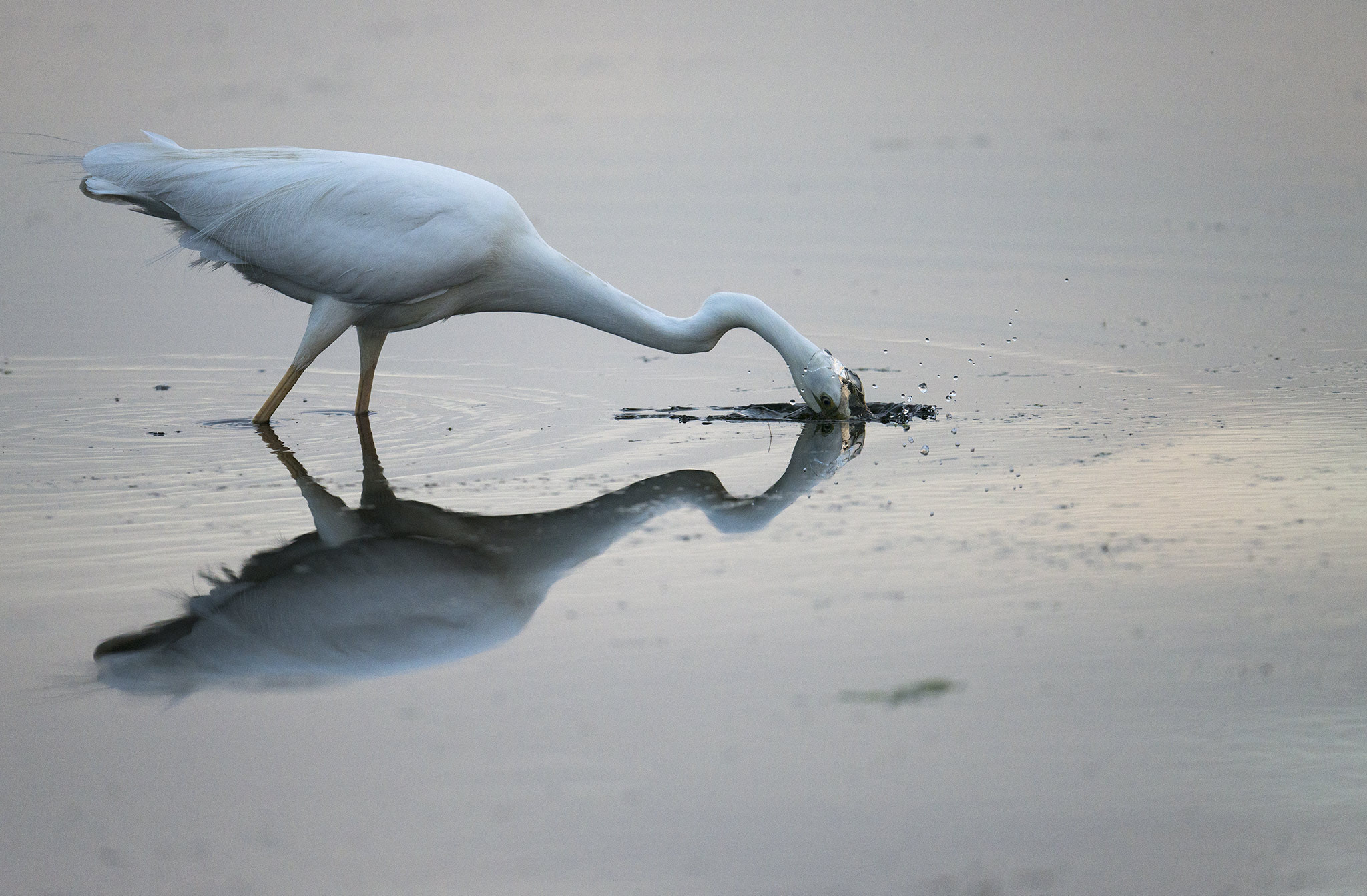 Nikon AF-S Nikkor 500mm F4E FL ED VR sample photo. Grande aigrette photography