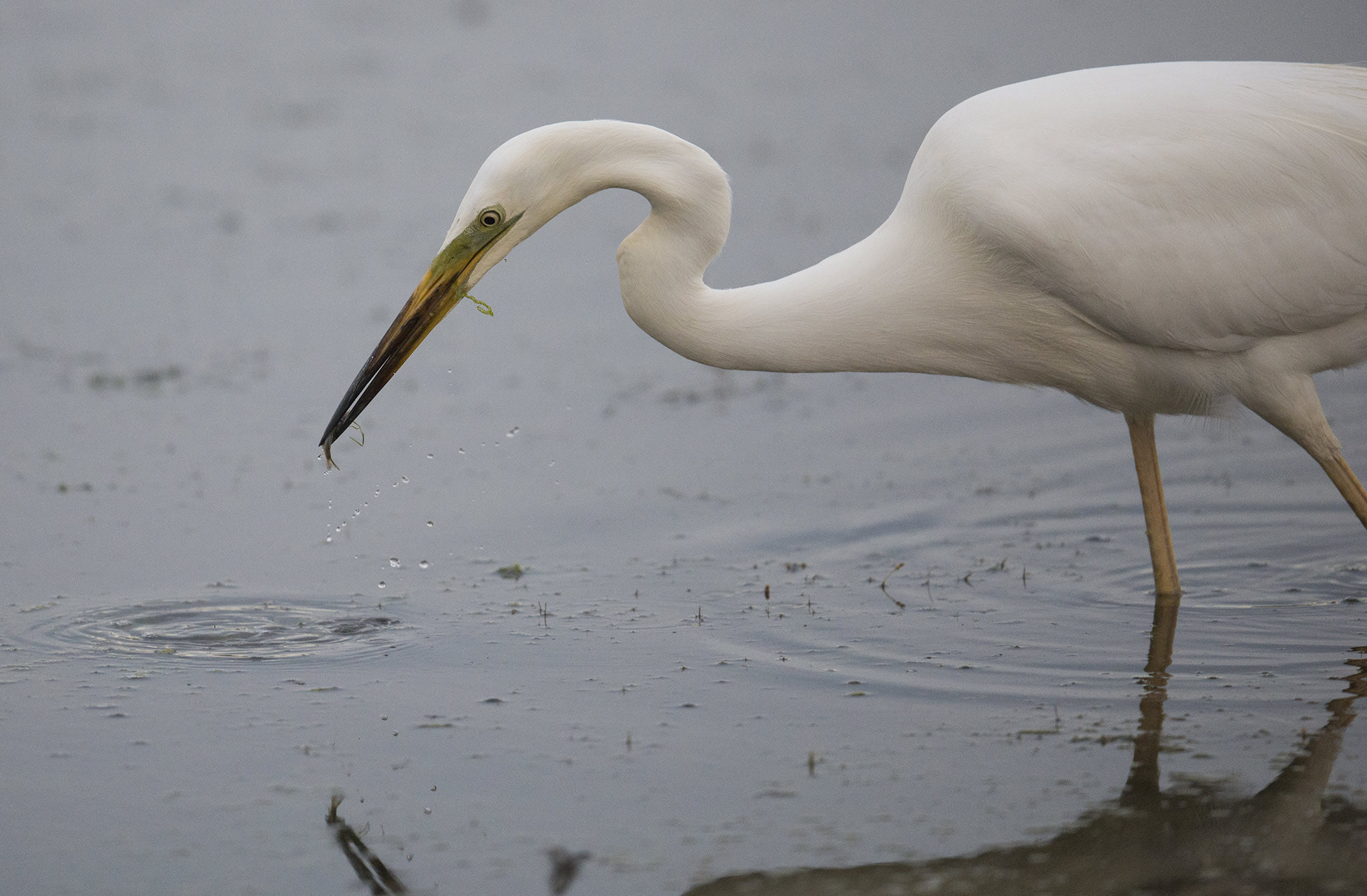 Nikon AF-S Nikkor 500mm F4E FL ED VR sample photo. Grande aigrette photography