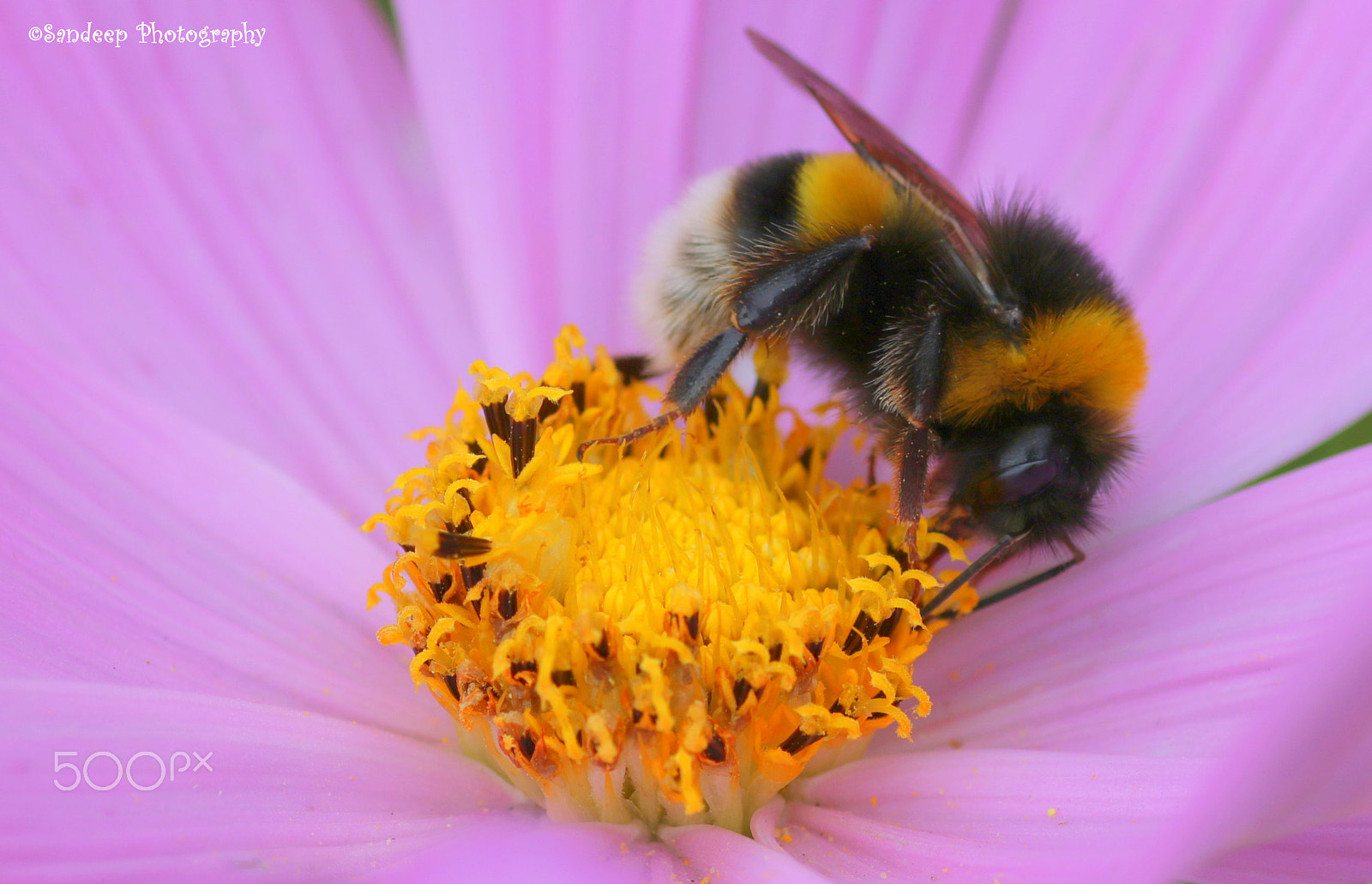 Canon EOS 750D (EOS Rebel T6i / EOS Kiss X8i) + Tamron SP AF 90mm F2.8 Di Macro sample photo. Bumble bee photography