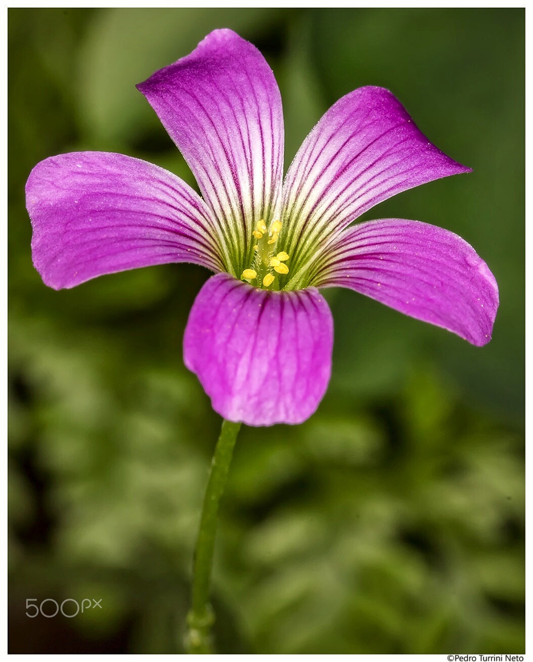 Canon EF 100mm F2.8L Macro IS USM sample photo. Oxalis atropurpurea regnellii photography