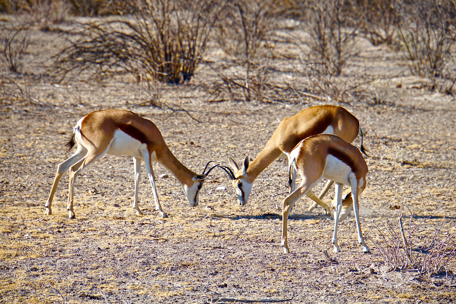 Sony a6000 + Sony E 18-200mm F3.5-6.3 sample photo. Fighting springboks photography