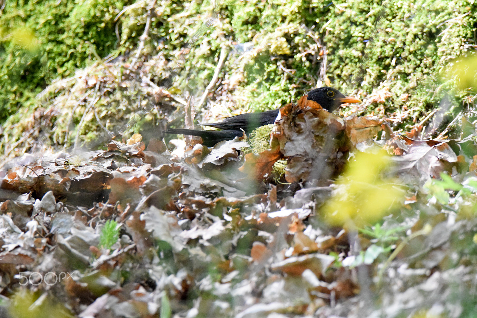 Tamron SP 150-600mm F5-6.3 Di VC USD sample photo. A blackbird collecting material for its nest photography