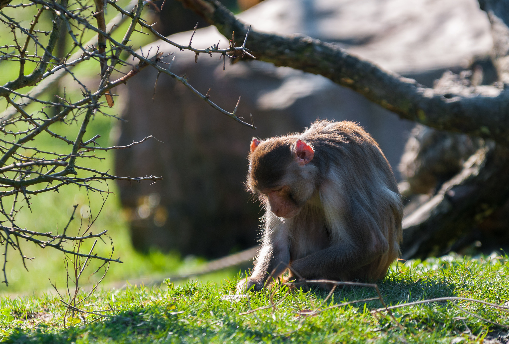Sigma 70-200mm F2.8 EX DG OS HSM sample photo