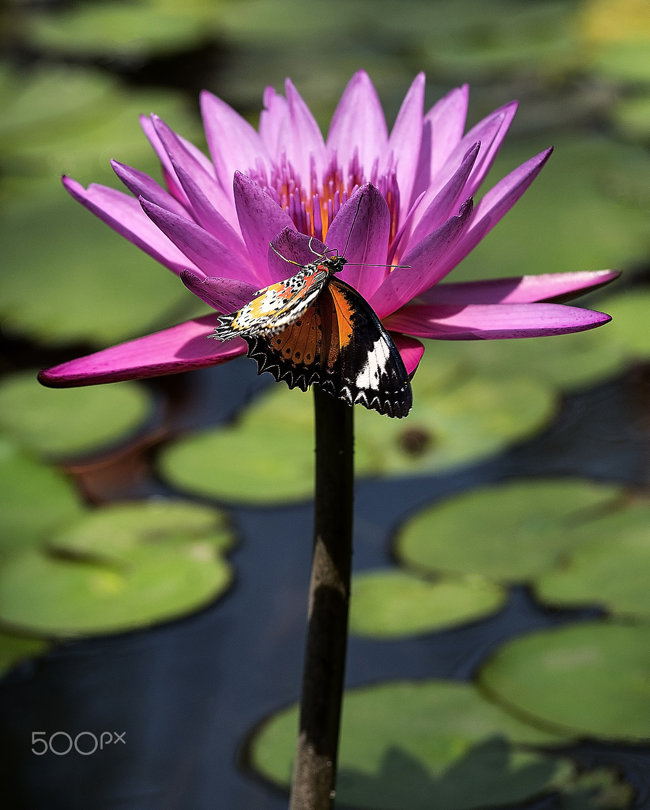 Olympus PEN E-PL7 sample photo. Butterfly on lotus flower photography