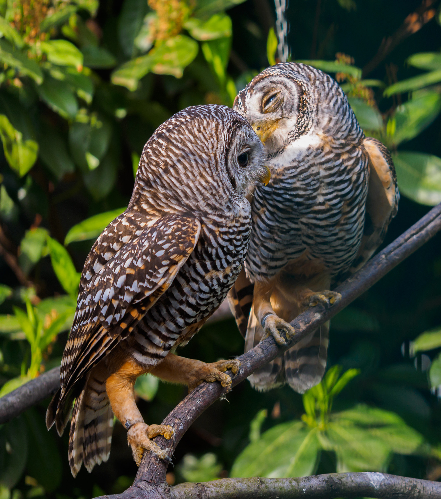 Panasonic Lumix G X Vario 35-100mm F2.8 OIS sample photo. In love... photography