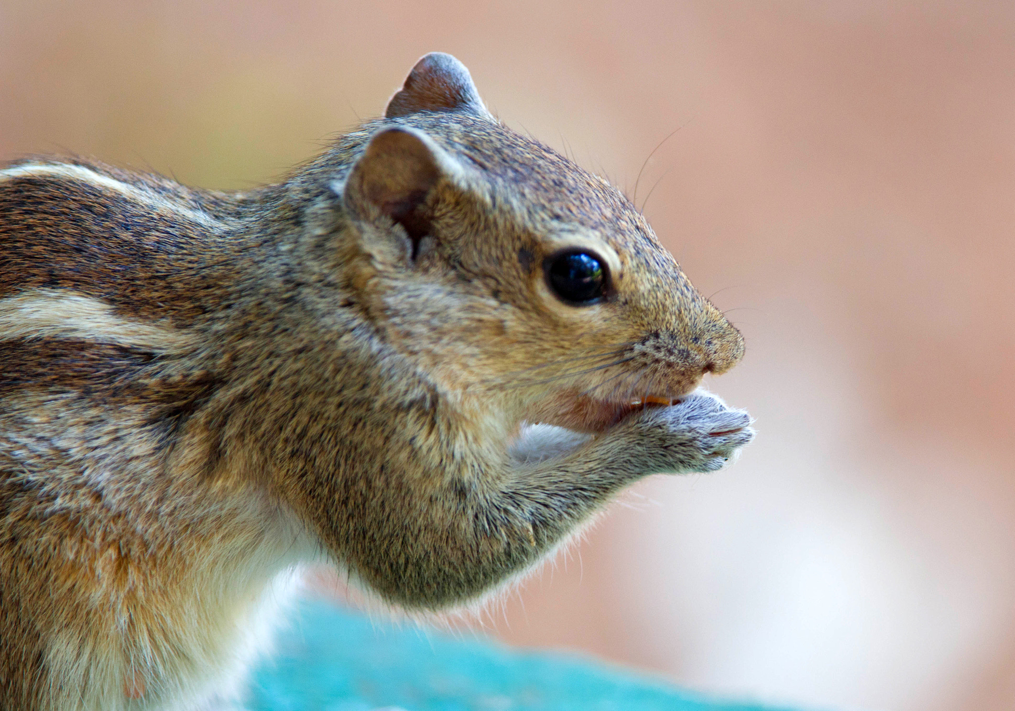 Canon EF 300mm F2.8L IS USM sample photo. Squirrel... photography