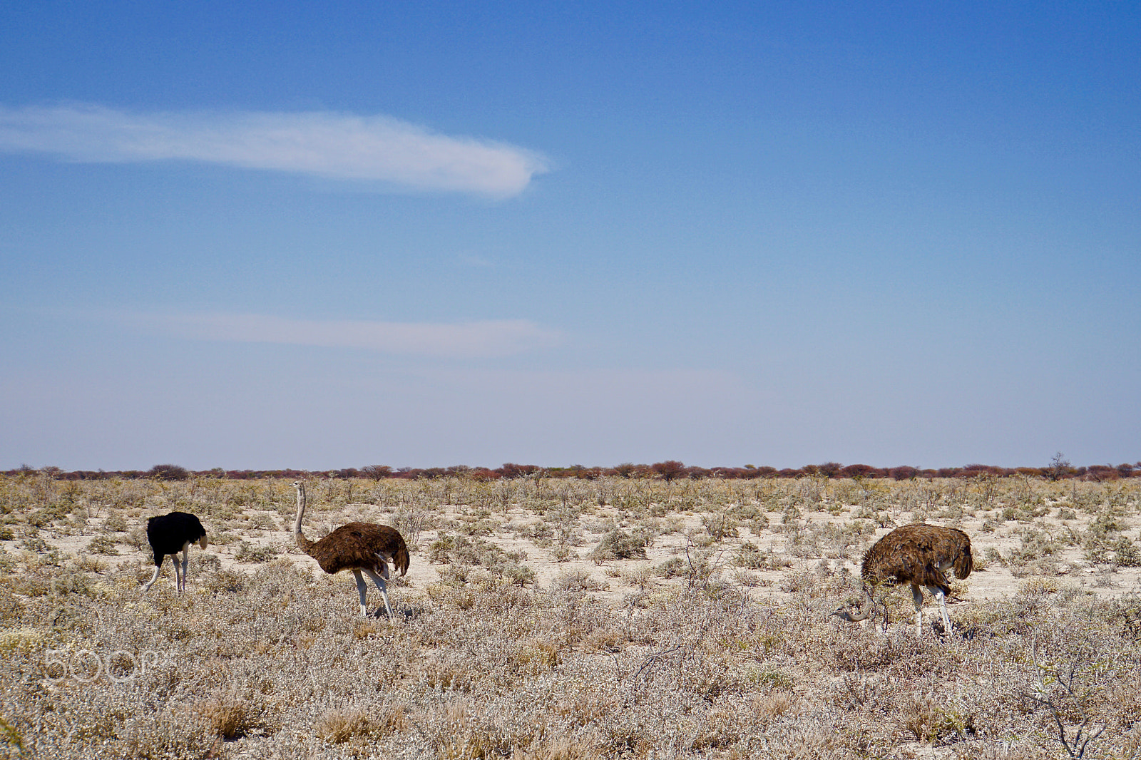 Sony E 18-200mm F3.5-6.3 sample photo. Ostrich photography