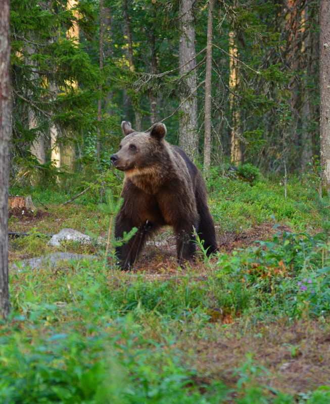 Nikon D5100 + Tamron SP 150-600mm F5-6.3 Di VC USD sample photo. Bearphotography at kuusamo karhutupa photography