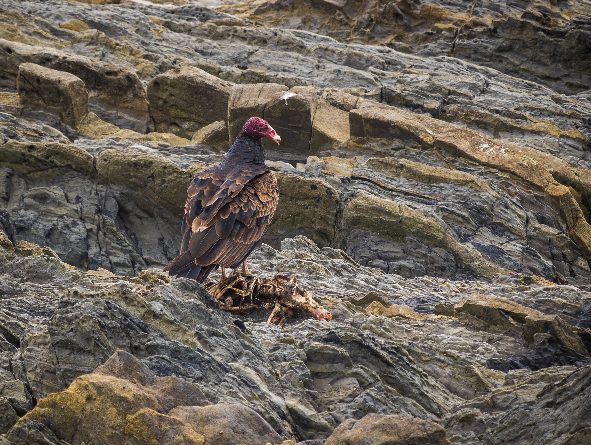 LEICA DG 100-400/F4.0-6.3 sample photo. Rip photography
