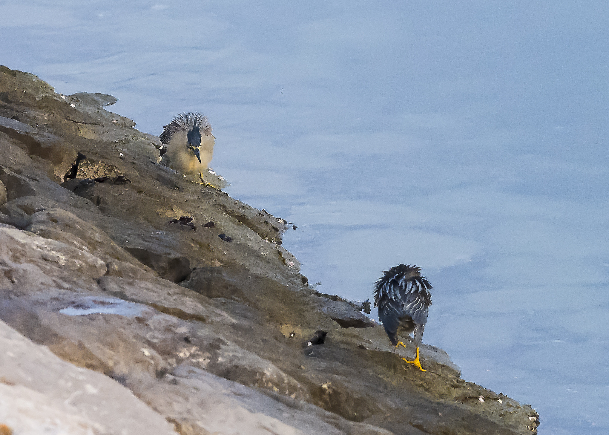Nikon AF-S Nikkor 200-500mm F5.6E ED VR sample photo. Confrontation photography