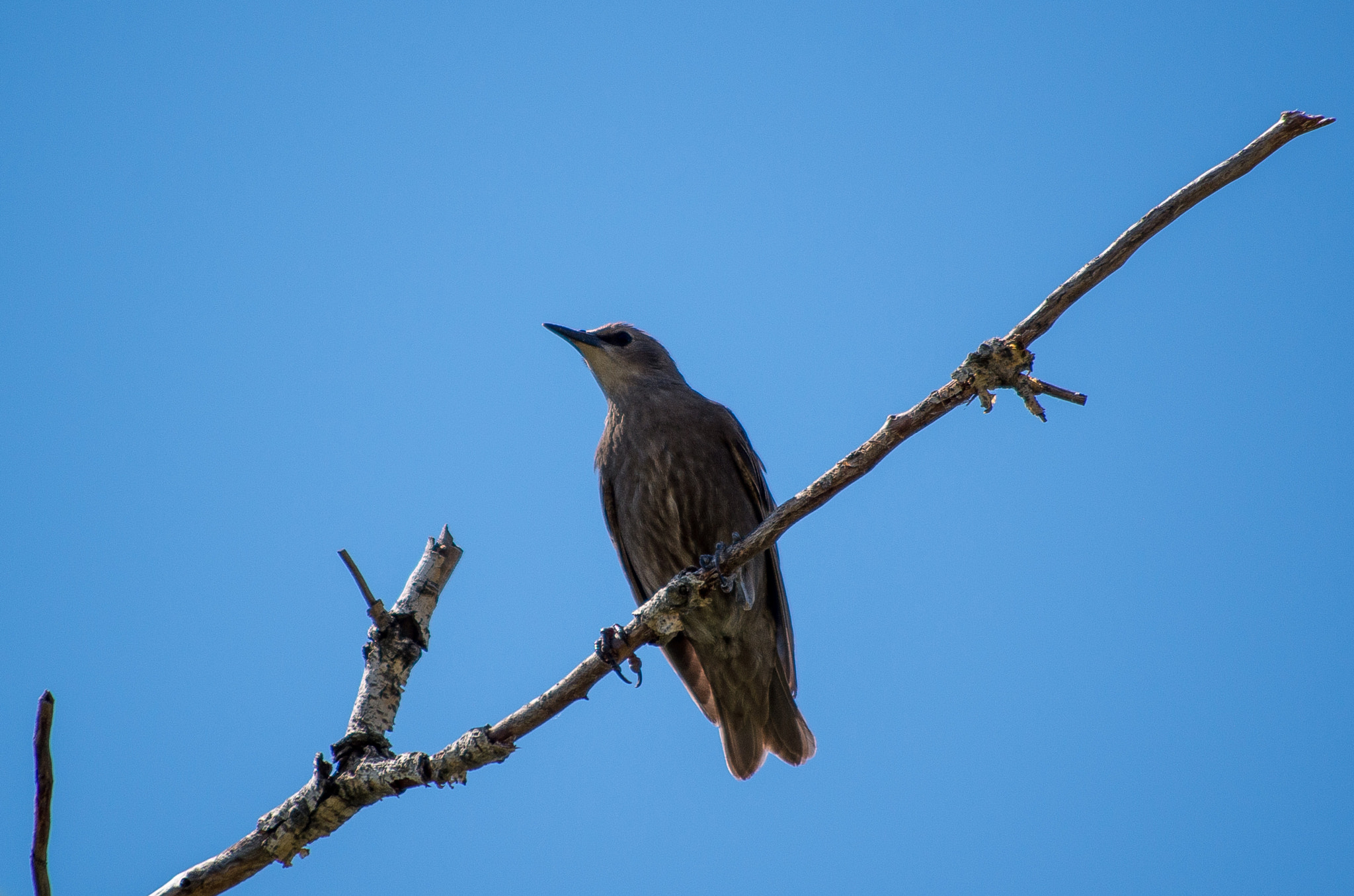 Pentax K-30 + HD Pentax DA 55-300mm F4.0-5.8 ED WR sample photo. Youing common starling // sturnus vulgaris photography