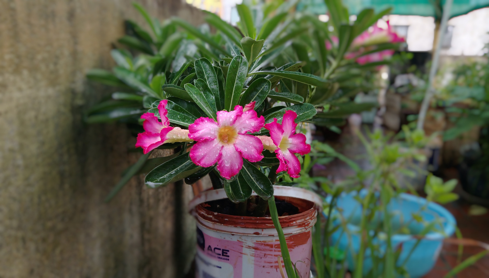 HTC DESIRE 828 DUAL SIM sample photo. Flower photography