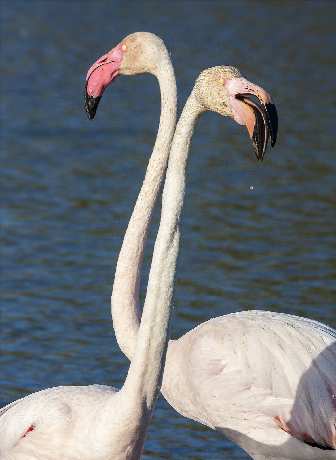 Canon EF 70-300mm F4-5.6 IS USM sample photo. Flamingo photography