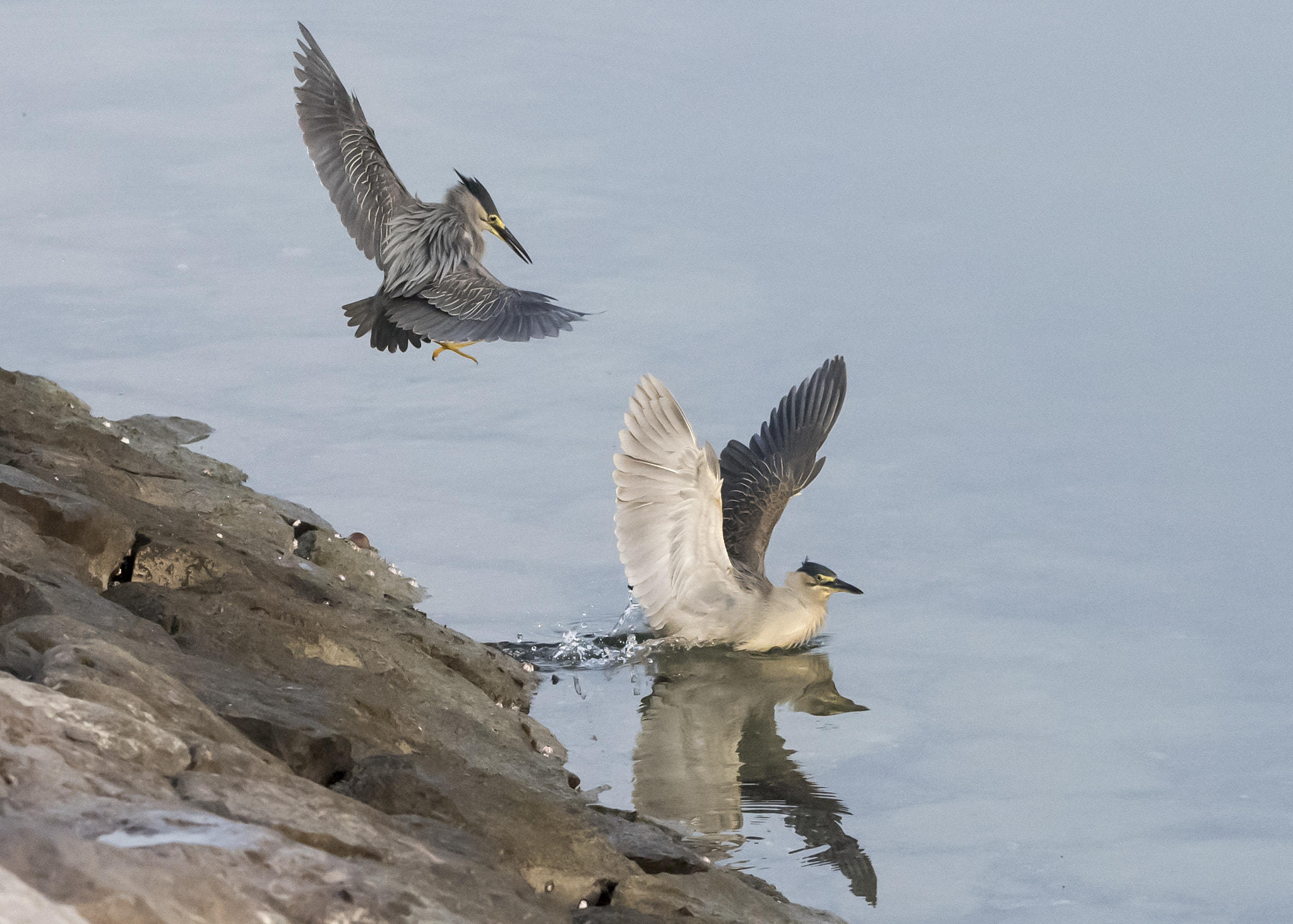 Nikon AF-S Nikkor 200-500mm F5.6E ED VR sample photo. My territory!! photography