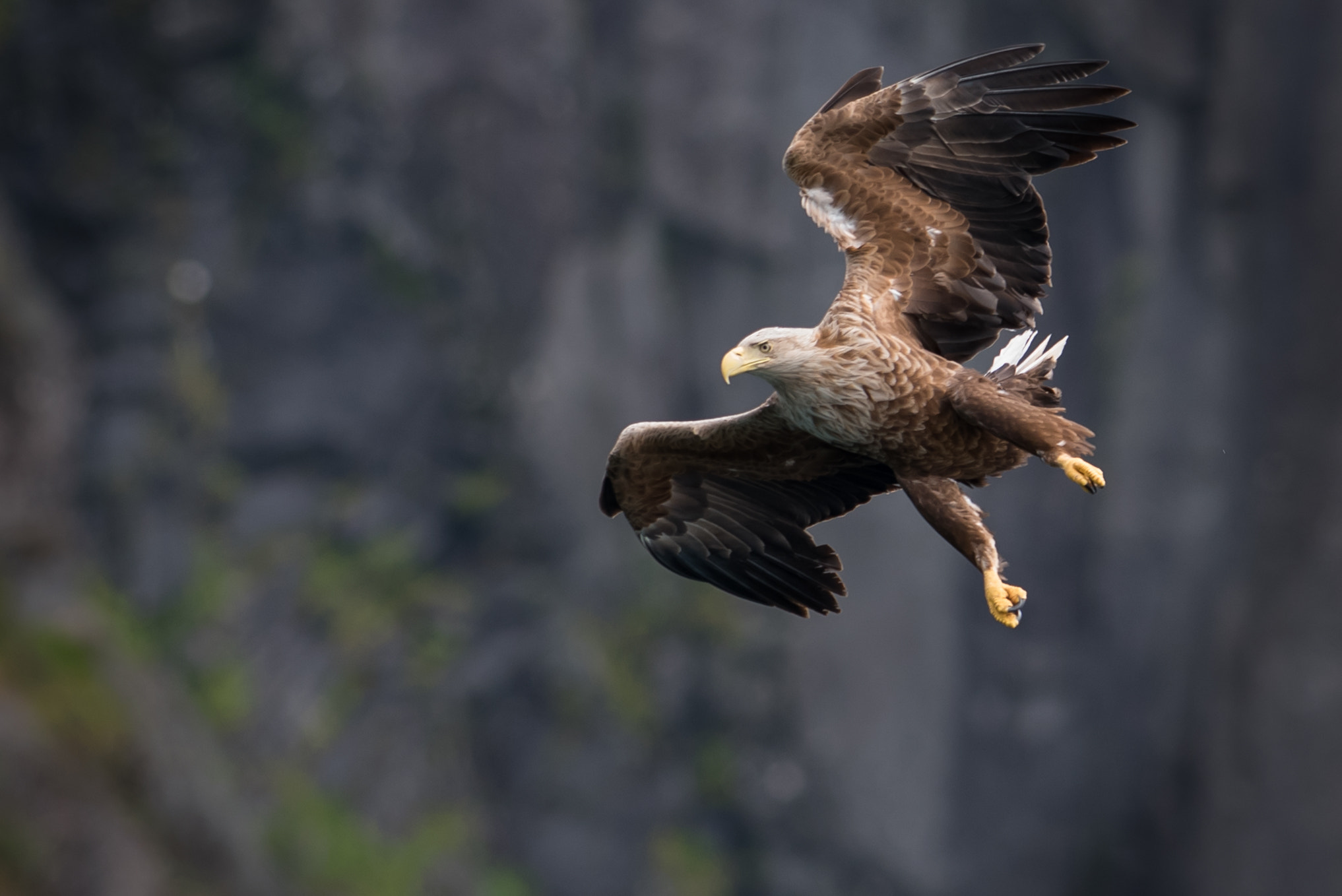 Nikon AF-S Nikkor 300mm F2.8G ED VR II sample photo. Down from the mountain photography