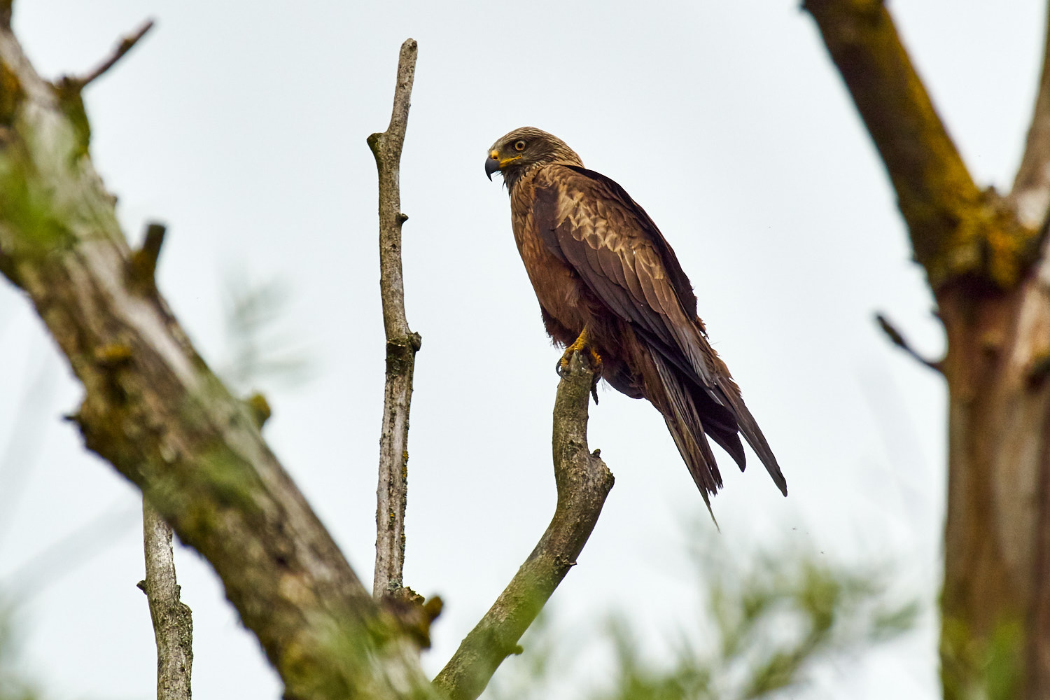 Olympus PEN-F + LEICA DG 100-400/F4.0-6.3 sample photo. Raubvogel photography