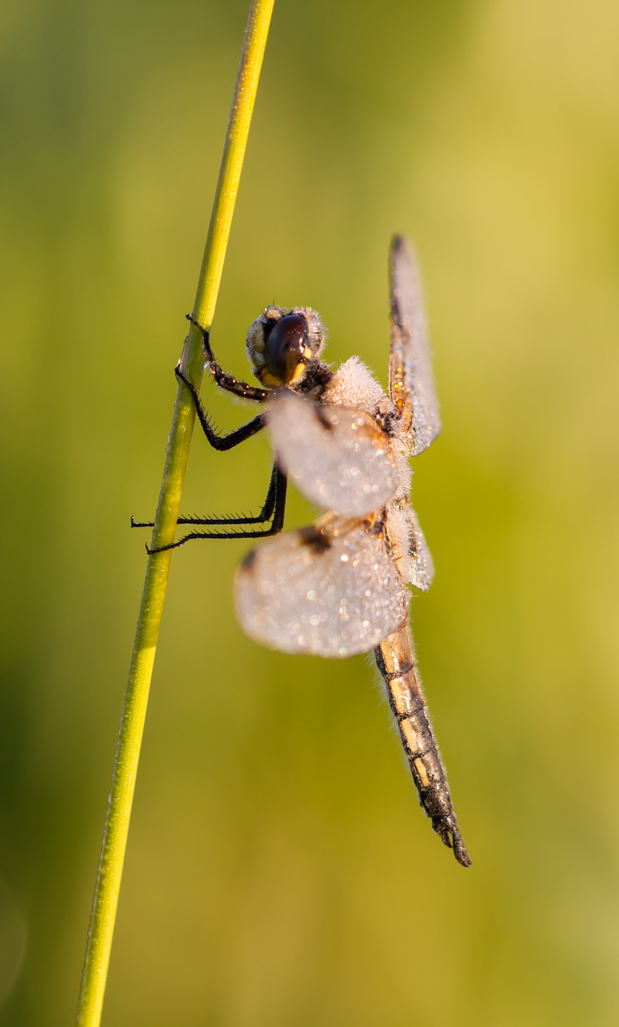 Sigma APO Macro 150mm f/2.8 EX DG HSM sample photo. Libellula quadrimaculata photography