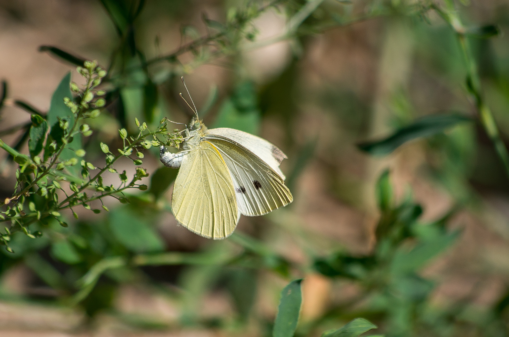 HD Pentax DA 55-300mm F4.0-5.8 ED WR sample photo. Cabbage butterfly // pieris brassicae photography