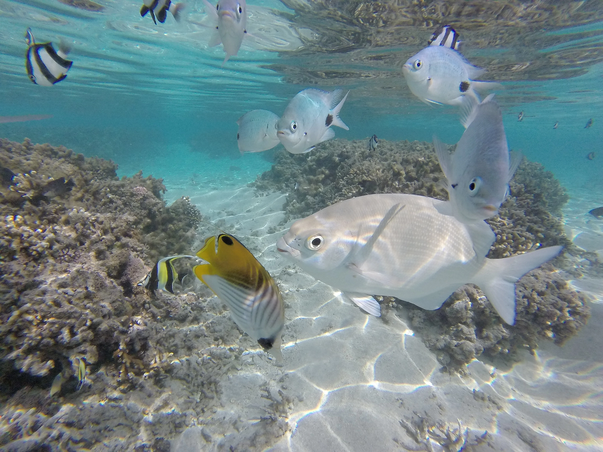 GoPro HERO sample photo. Gopro: mer de poisson photography