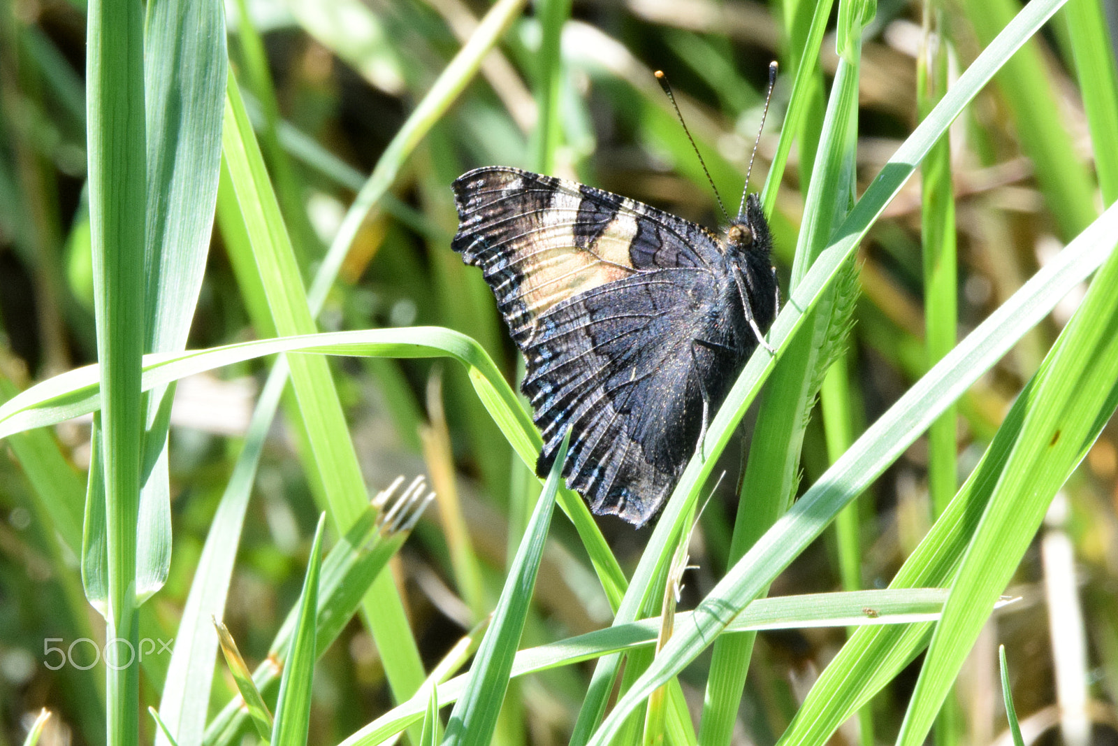 Tamron SP 150-600mm F5-6.3 Di VC USD sample photo. A butterfly sitting on a grass straw photography