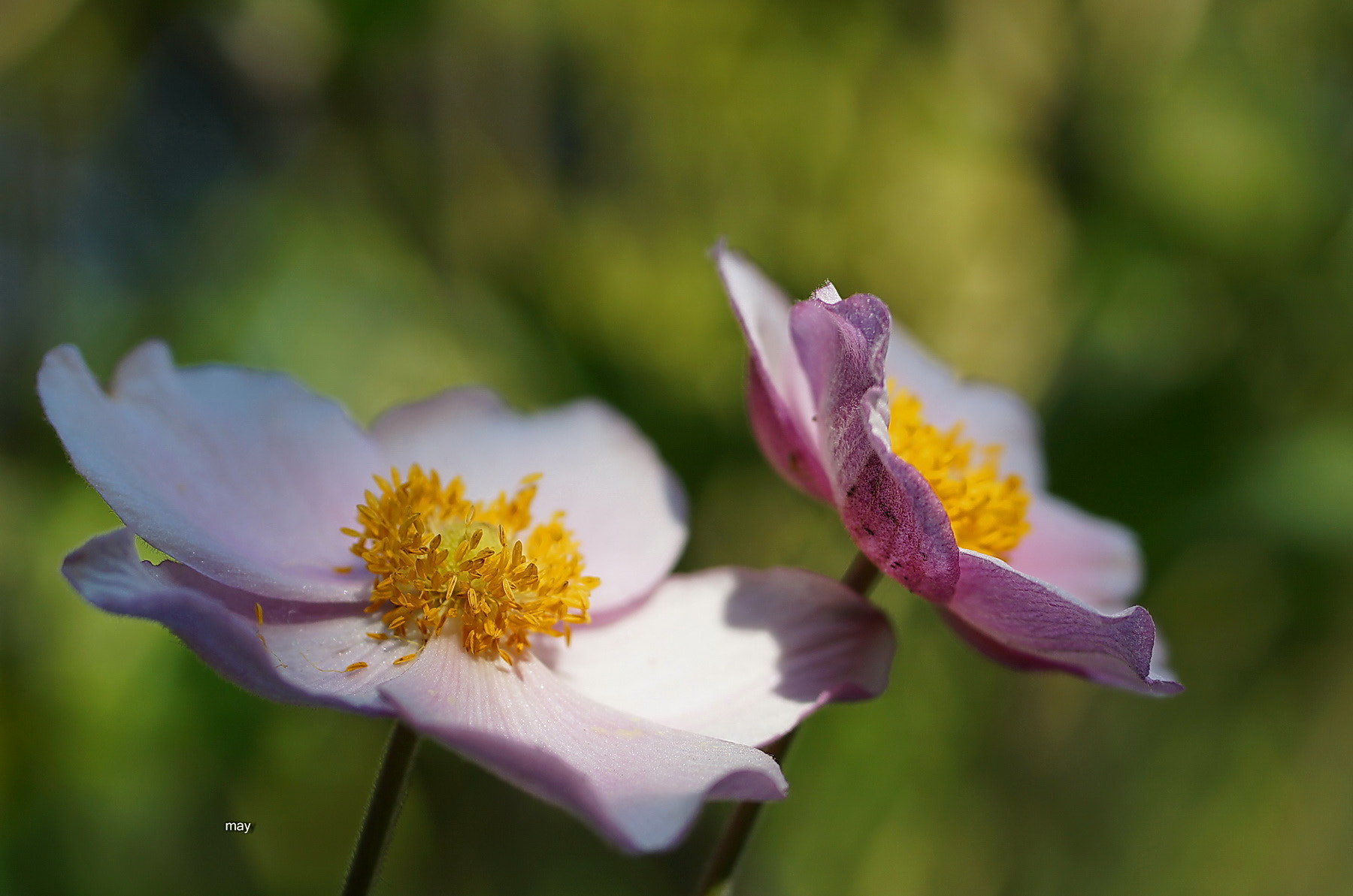 Sony SLT-A65 (SLT-A65V) + Minolta AF 50mm F1.7 sample photo. Anemones.. photography