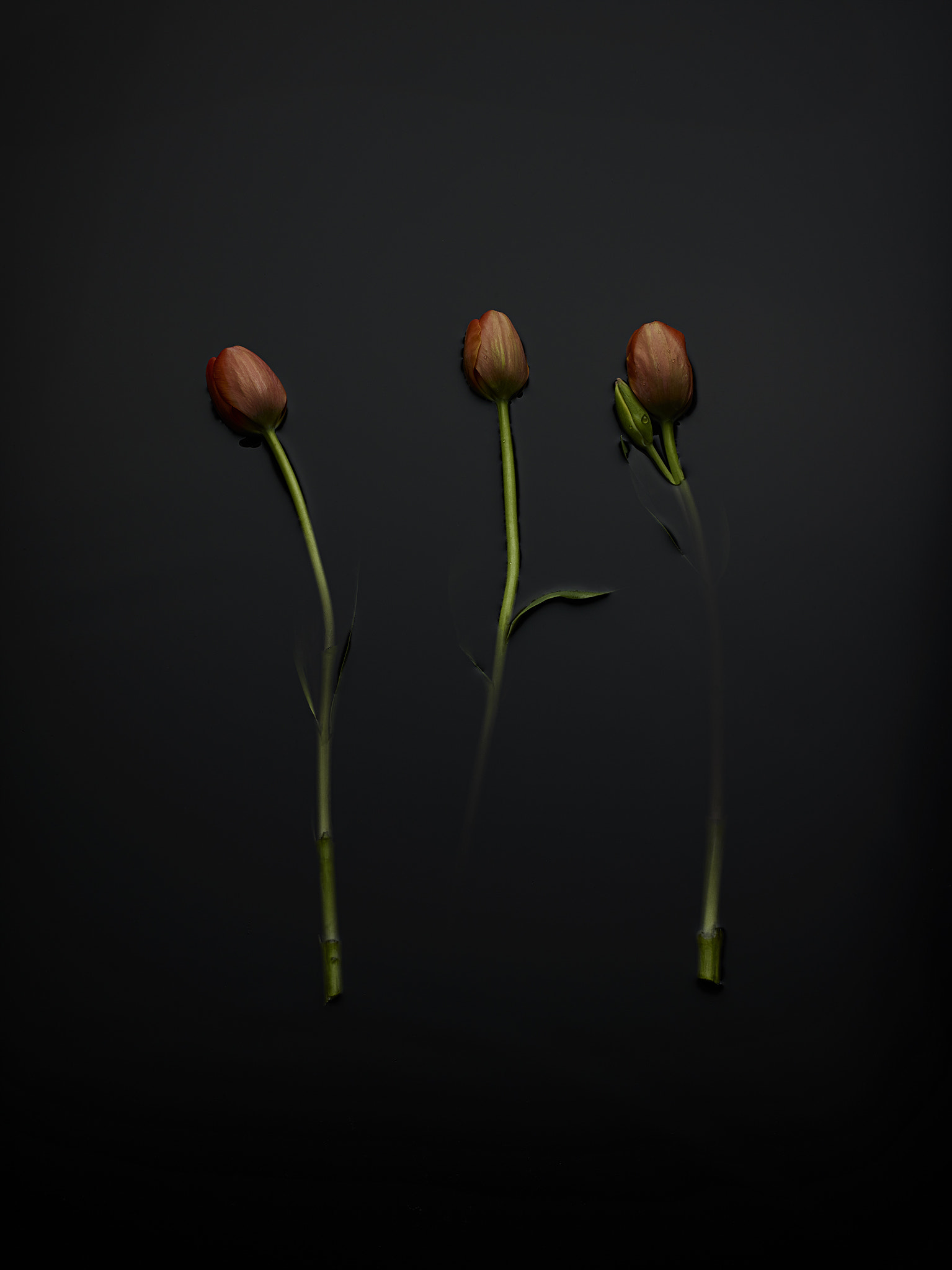 Phase One IQ260 sample photo