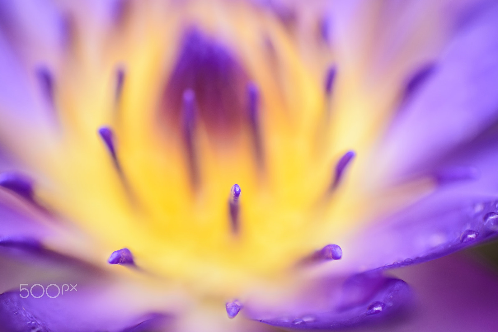Nikon AF-S DX Micro Nikkor 40mm F2.8 sample photo. Waterlily photography