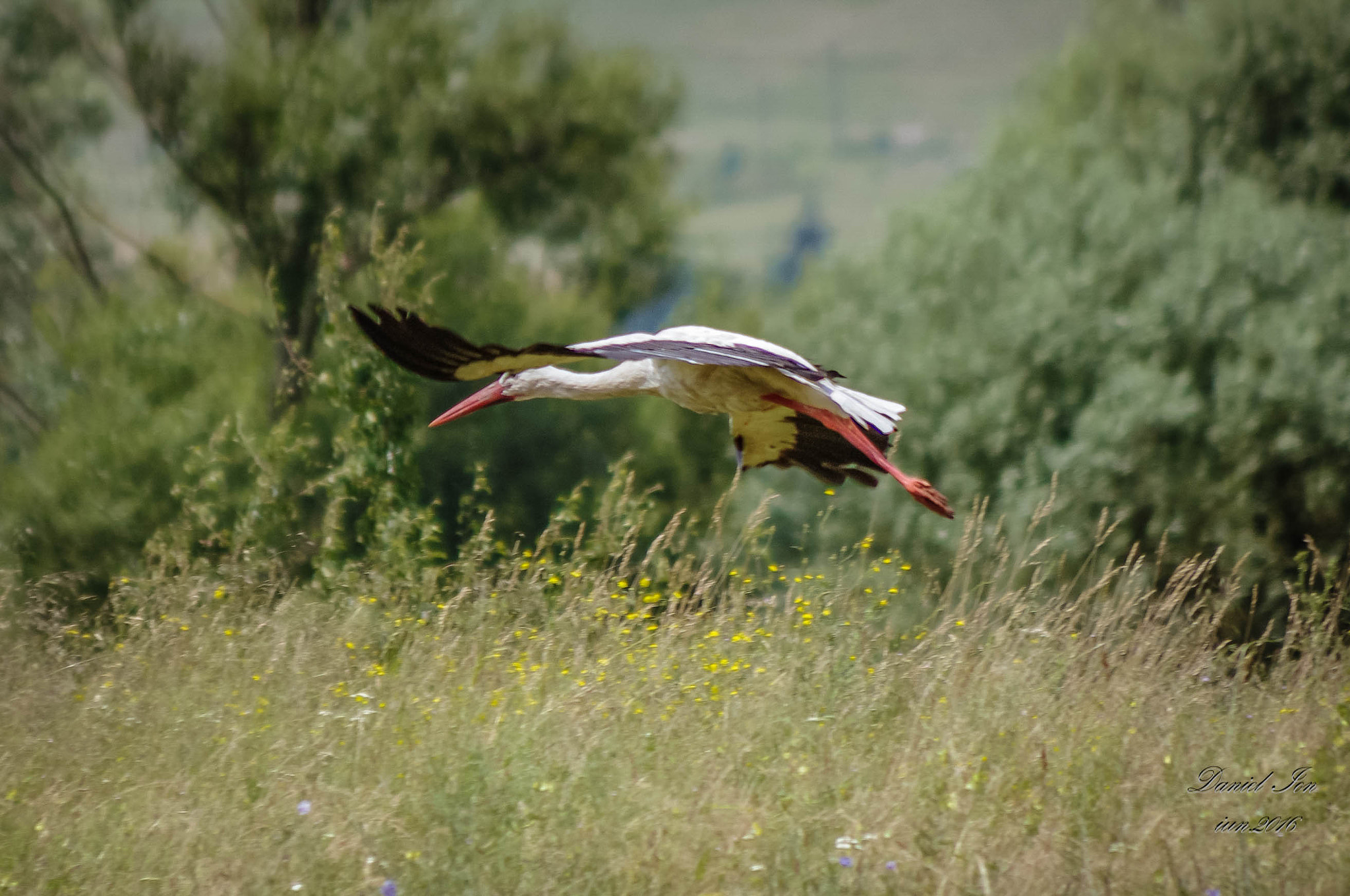 smc PENTAX-FA 80-320mm F4.5-5.6 sample photo. Ciconia ciconia photography