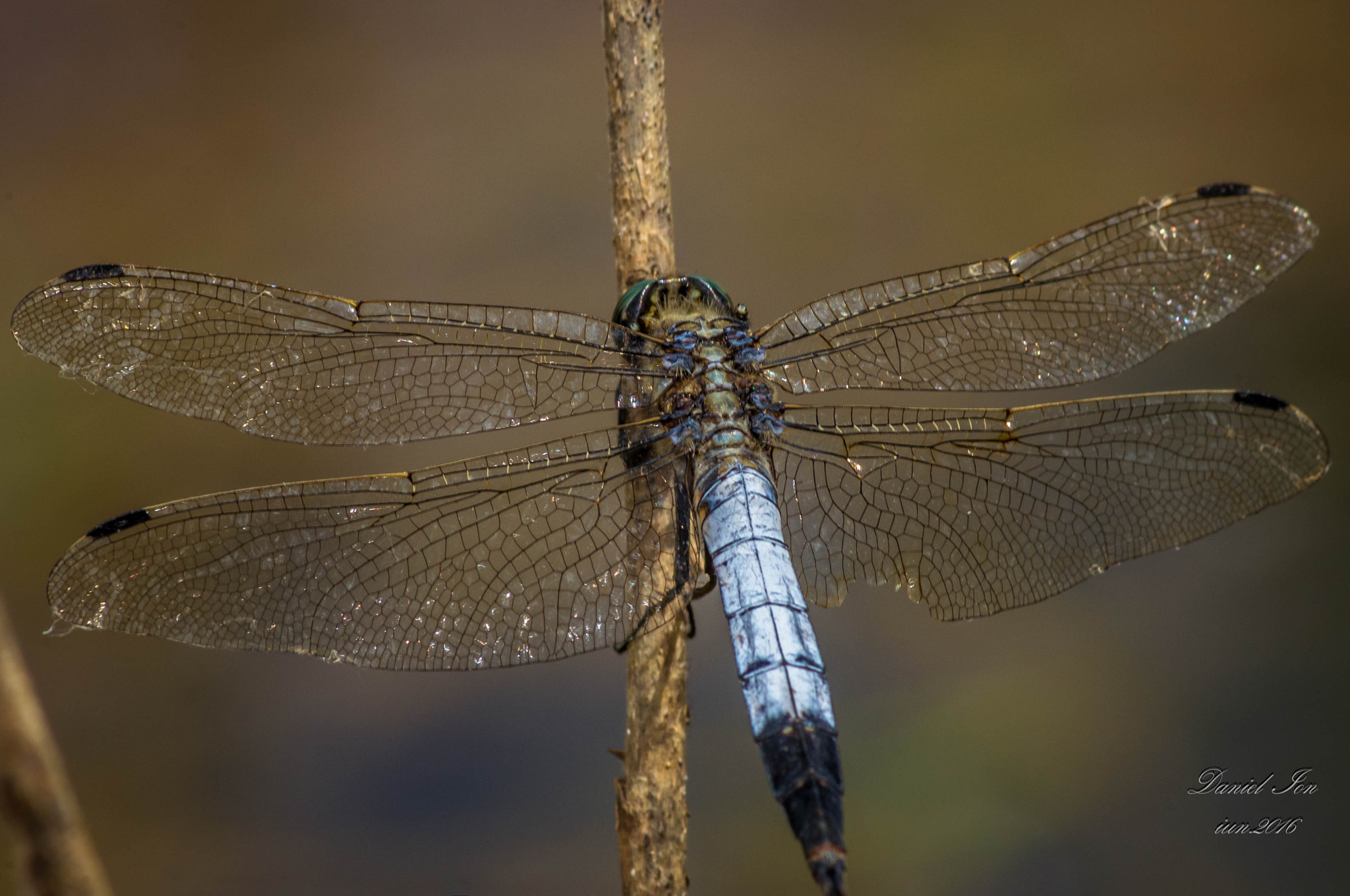 Pentax K-x + Tamron AF 70-300mm F4-5.6 Di LD Macro sample photo. Dragonfly photography