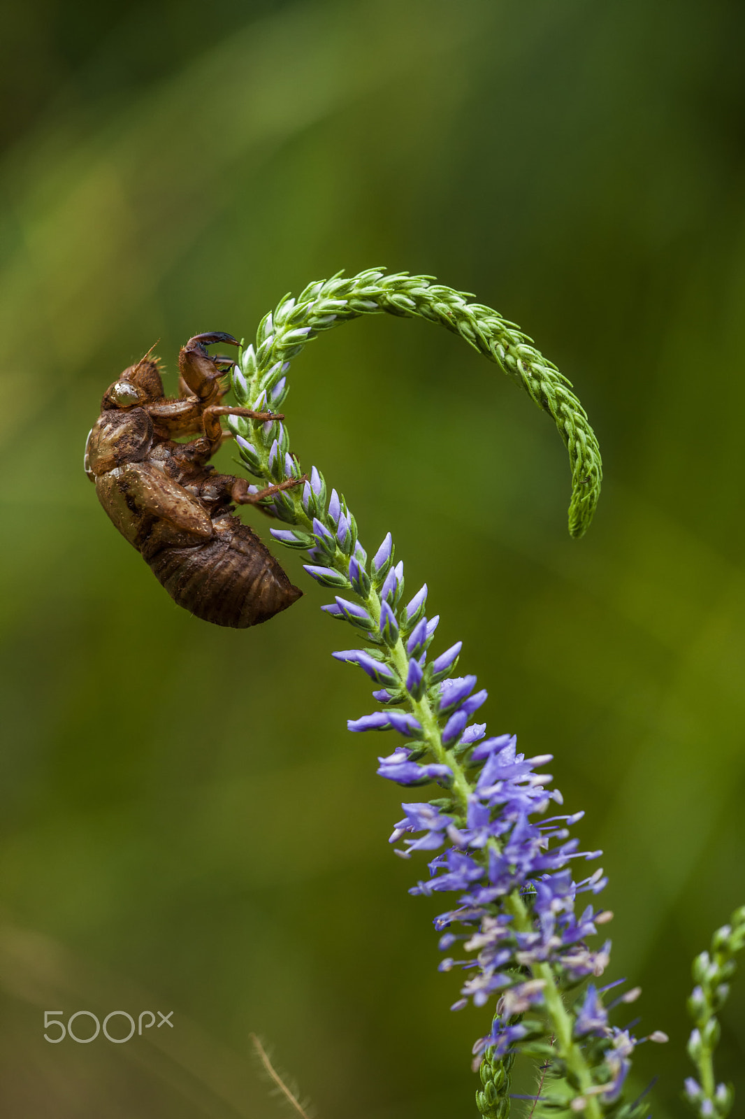Sigma APO Macro 150mm f/2.8 EX DG HSM sample photo. Exuvia photography